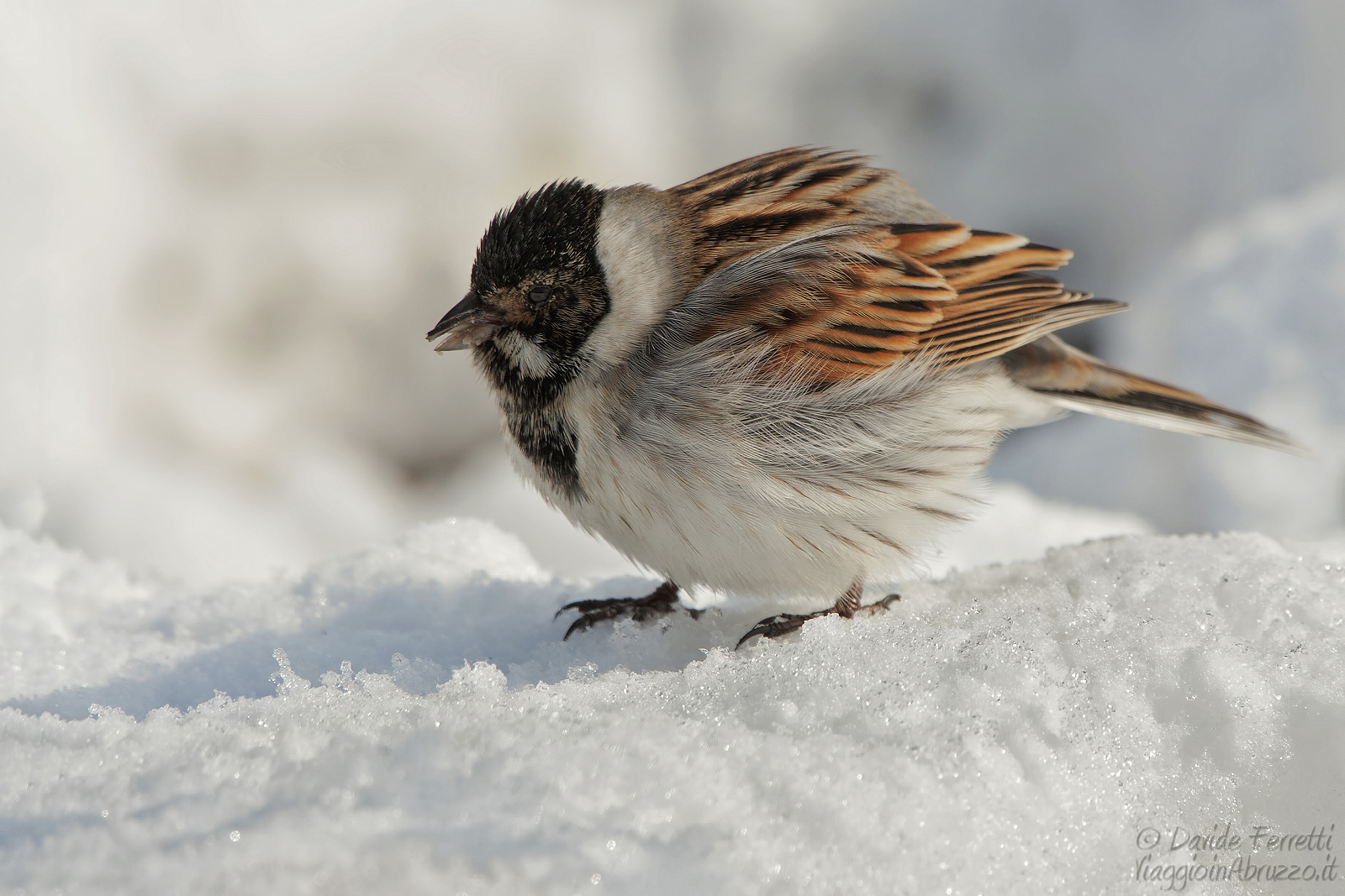 Migliarino di palude, maschio (Common reed bunting)