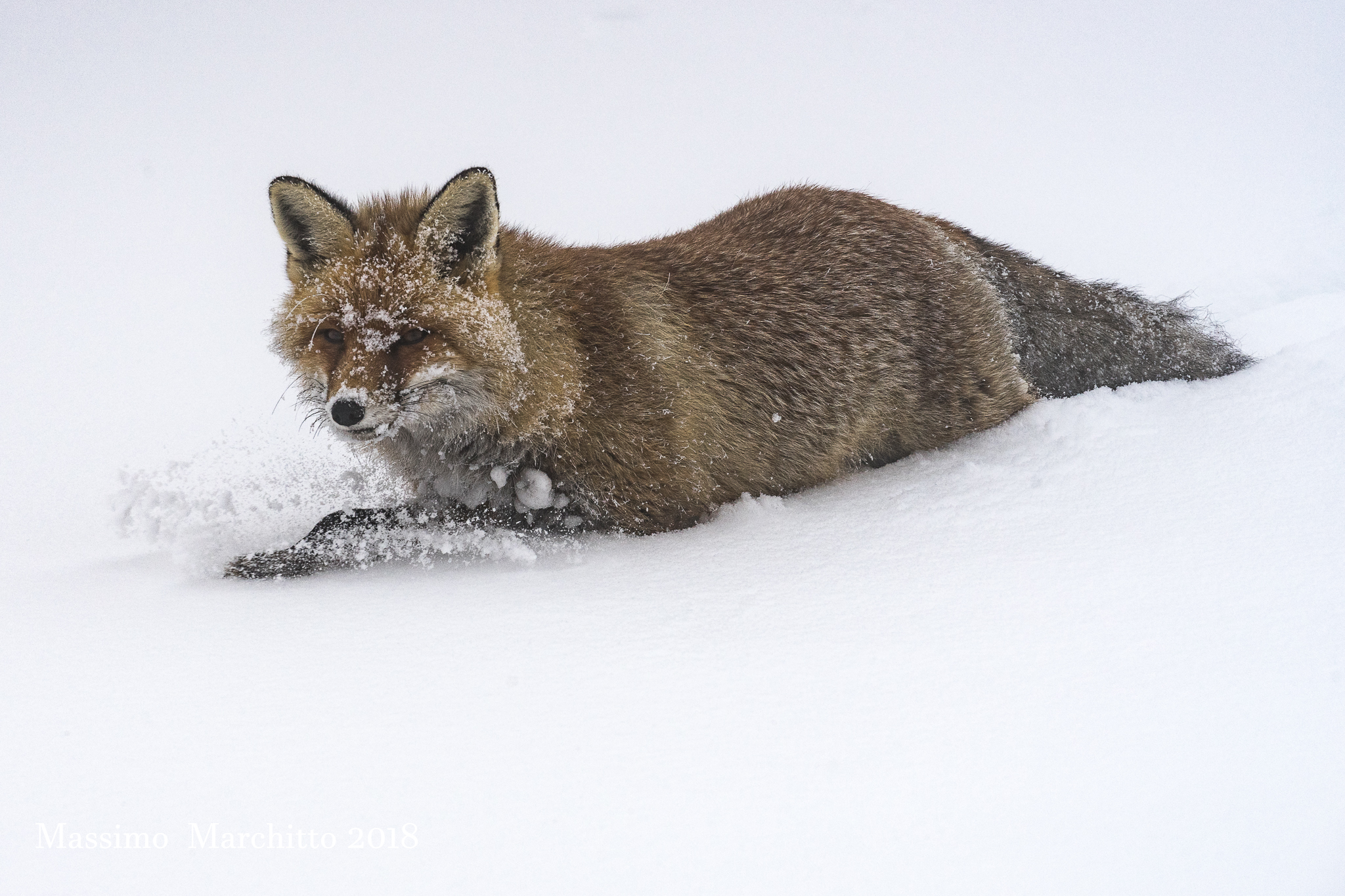 My first time with the fox in the snow