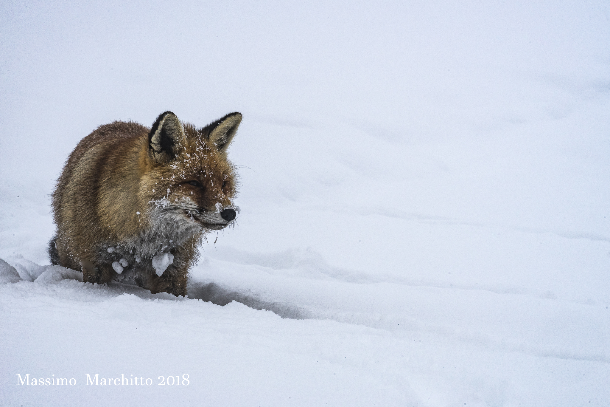 My first time with the fox in the snow