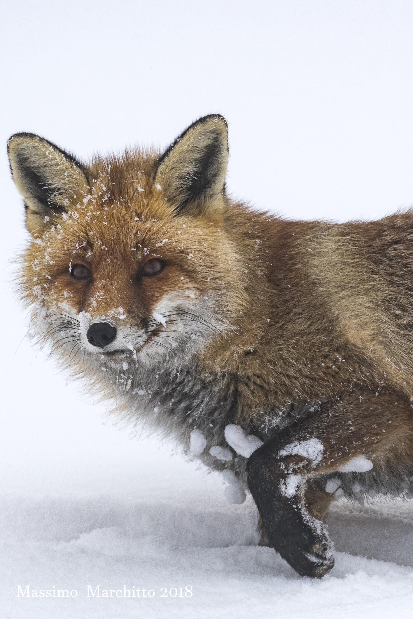 My first time with the fox in the snow