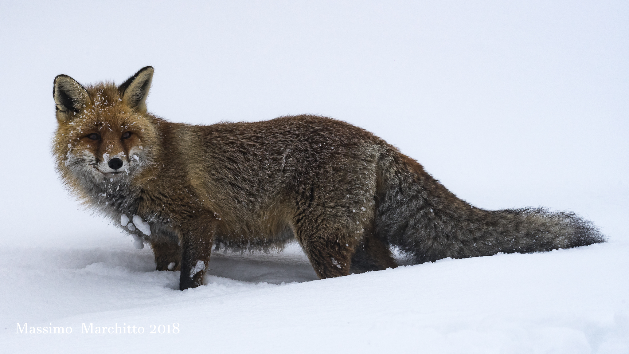 Fox in the Gran Paradiso