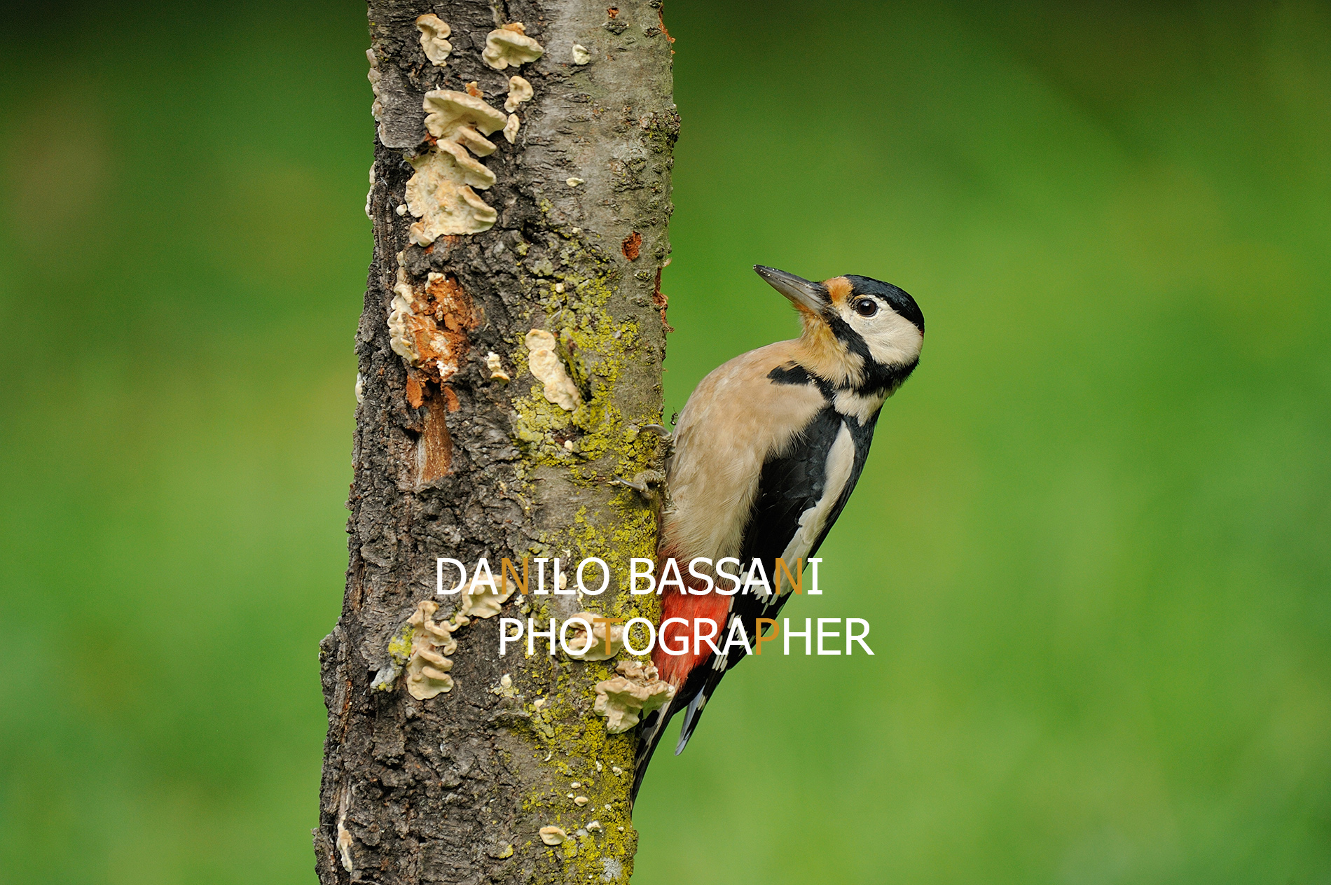 Il Rosso ...nel Verde