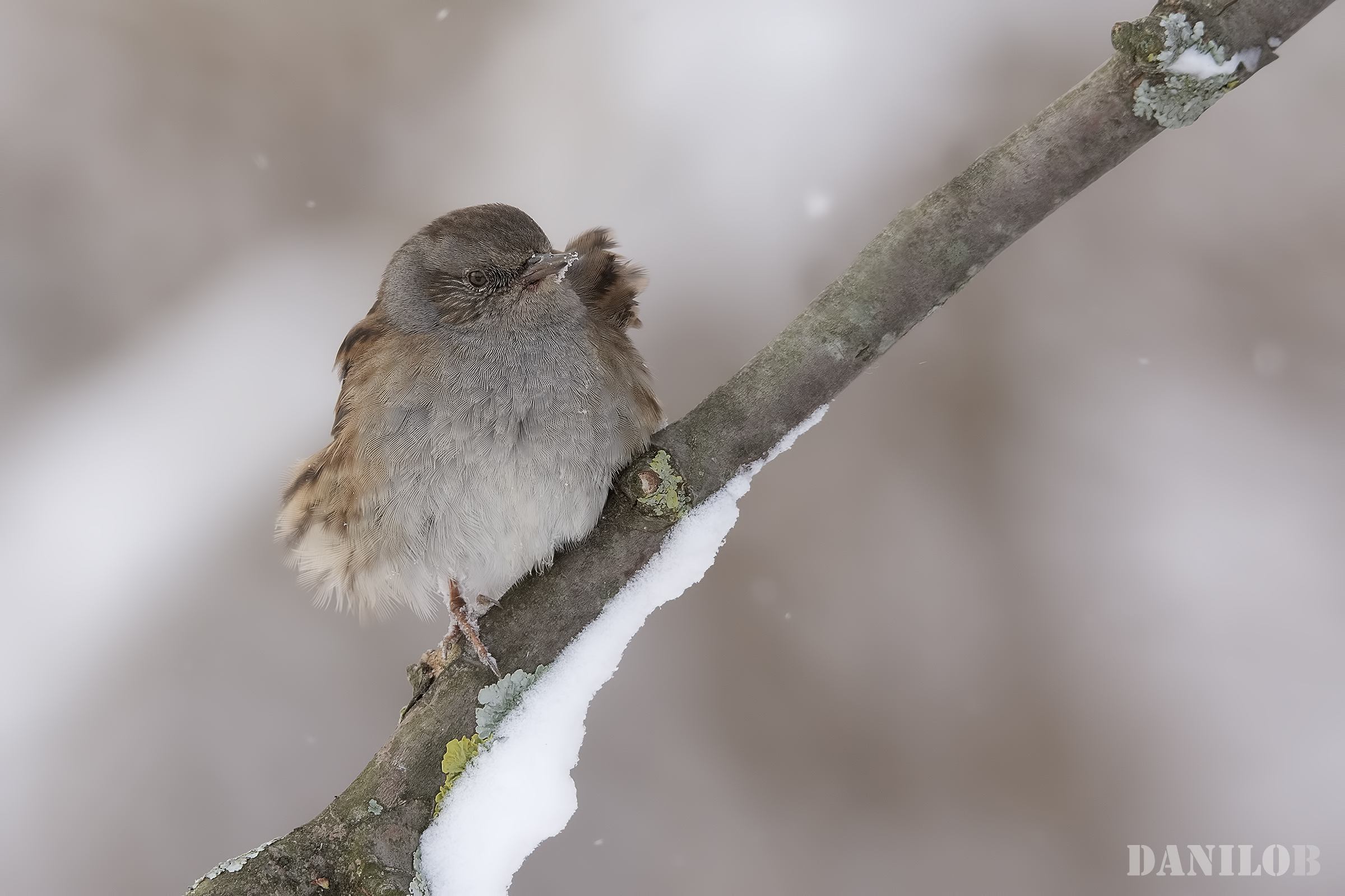 Hedge Sparrow in the snow