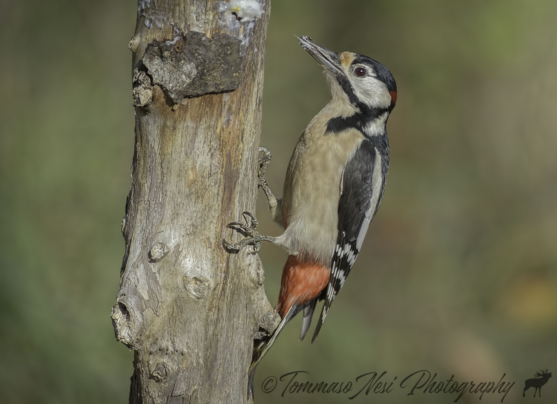 Picchio Rosso Maggiore
