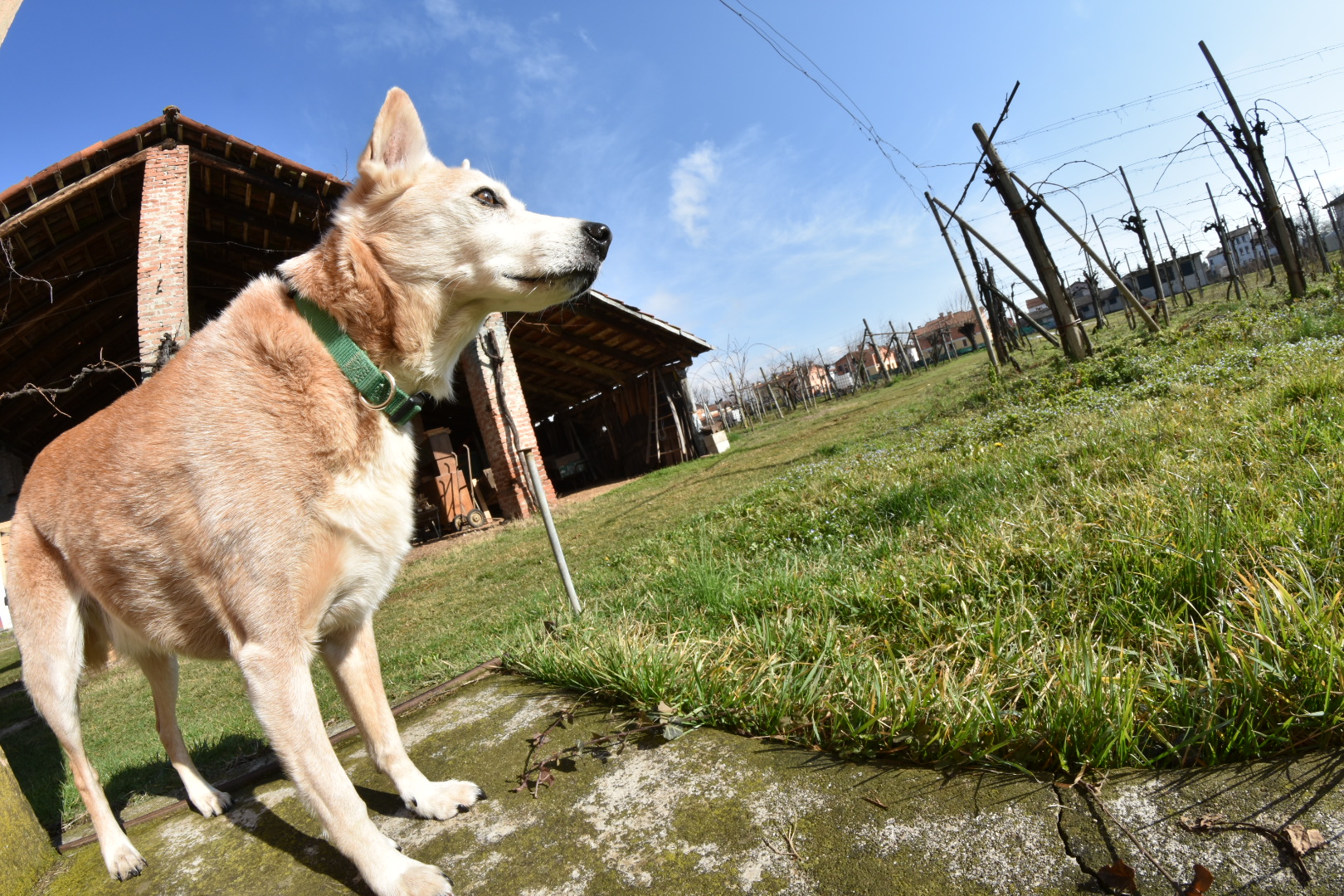 il mio cane sempre davanti l'obiettivo