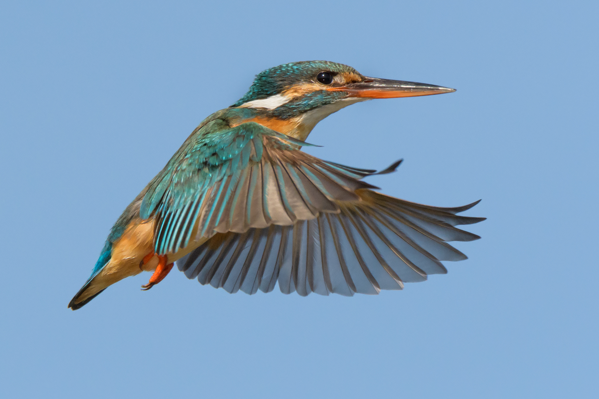 Kingfisher - female