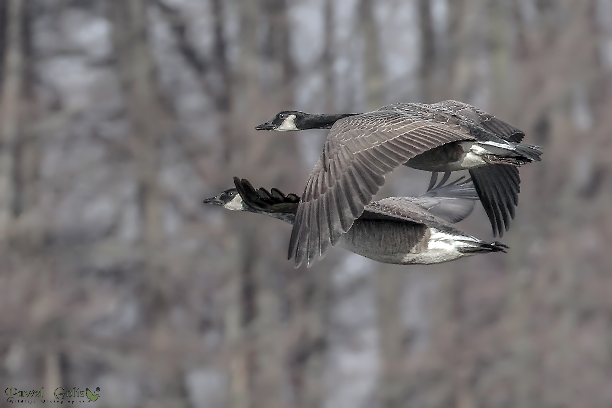 Branta canadensis in Fly