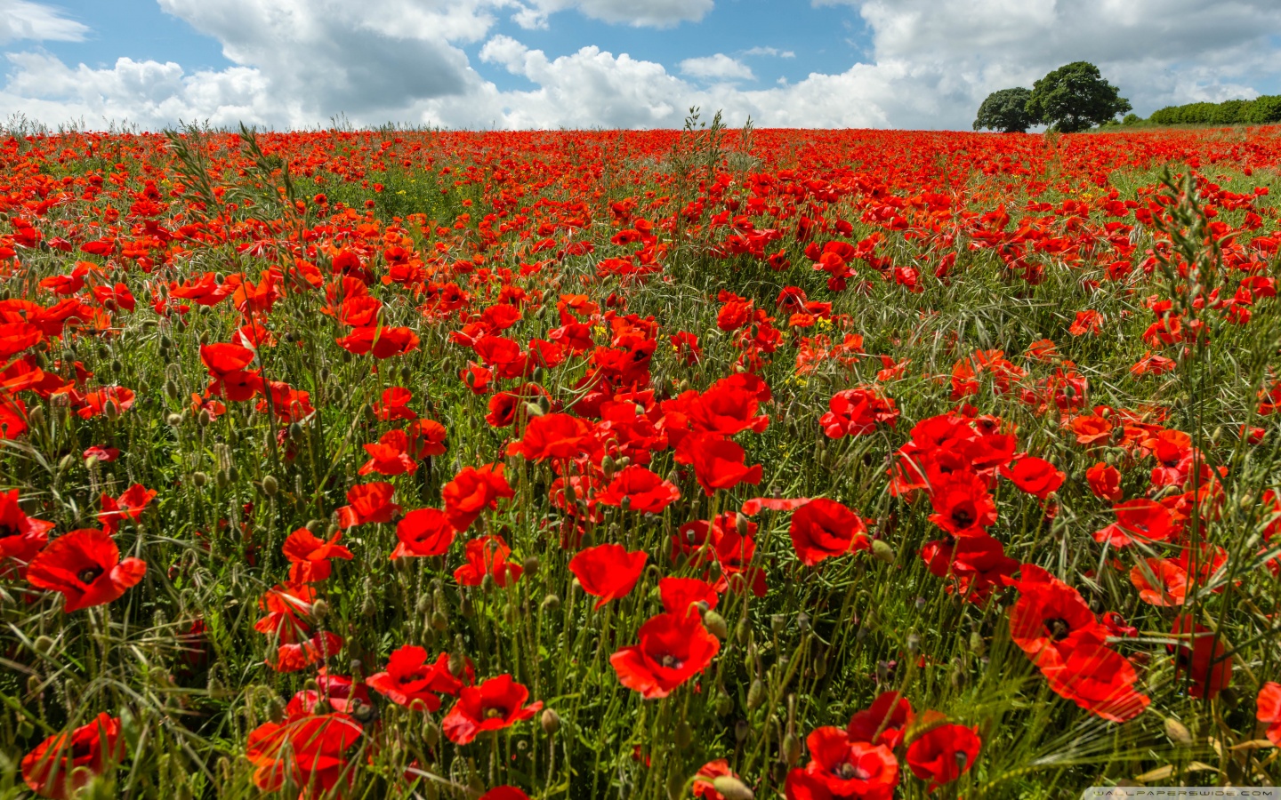 sfondo prova (rifotografato)