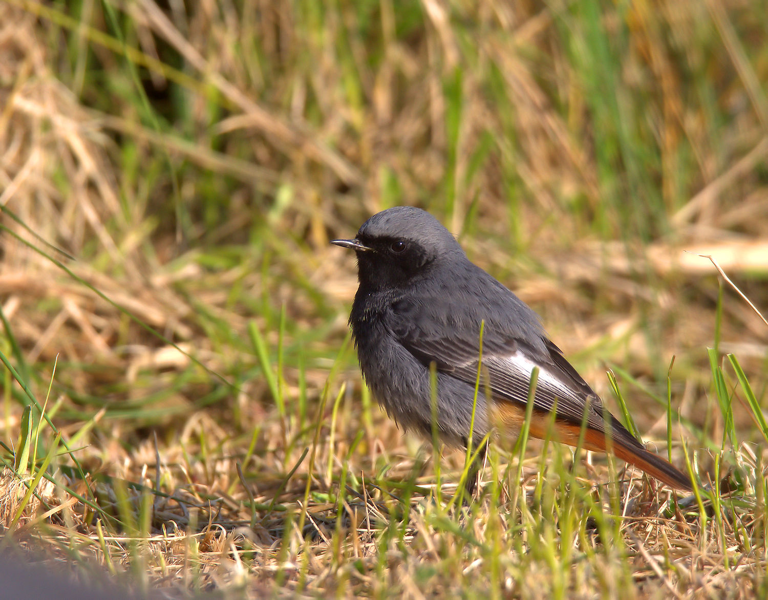 Redstart chimney sweep