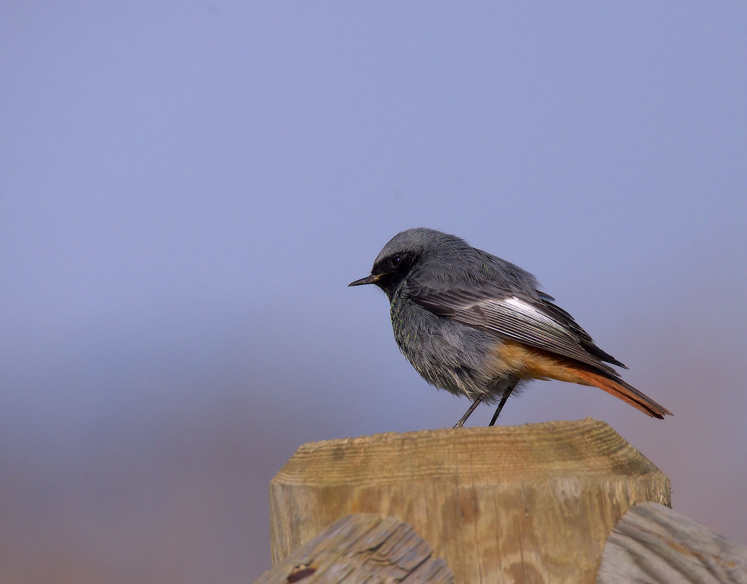 Redstart chimney sweep