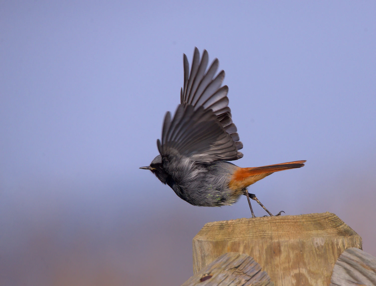 Redstart chimney sweep