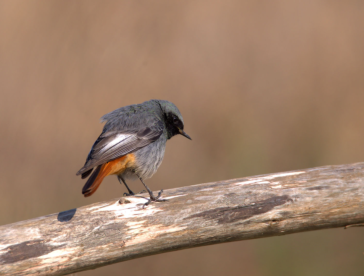 Redstart chimney sweep