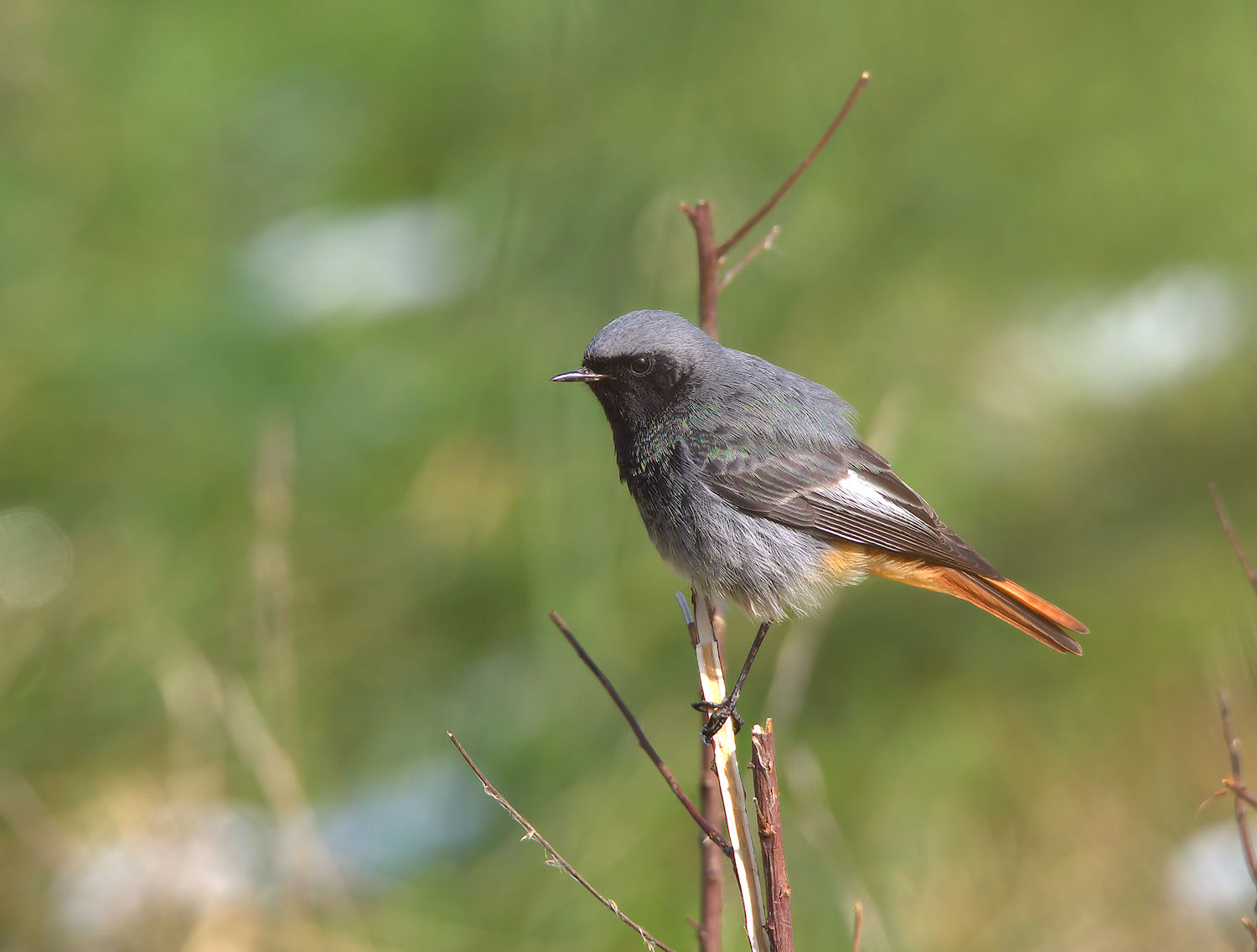 Redstart chimney sweep