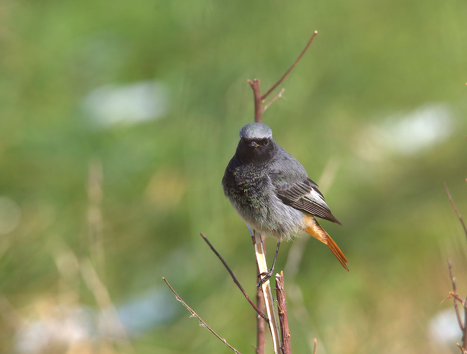 Redstart chimney sweep