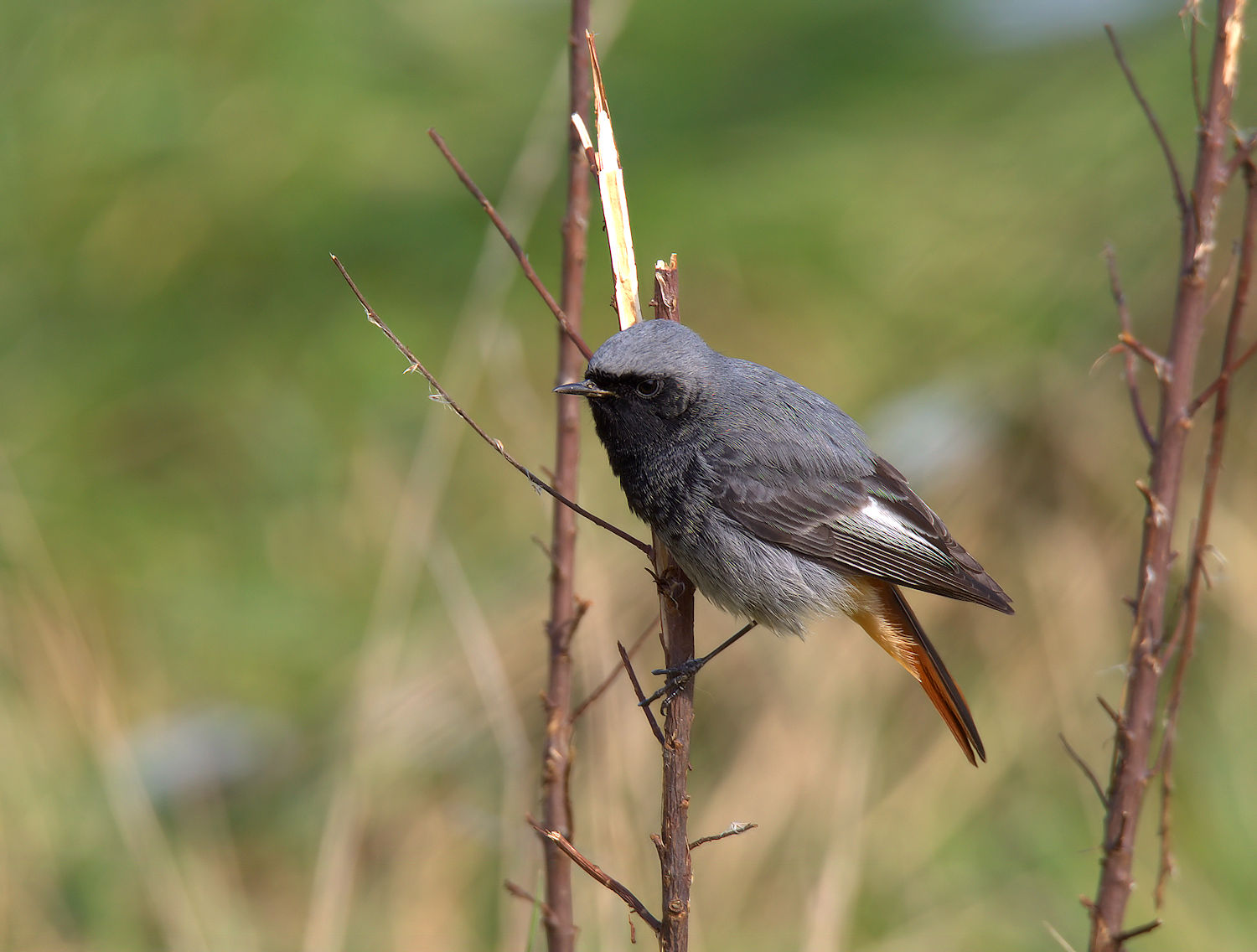 Redstart chimney sweep