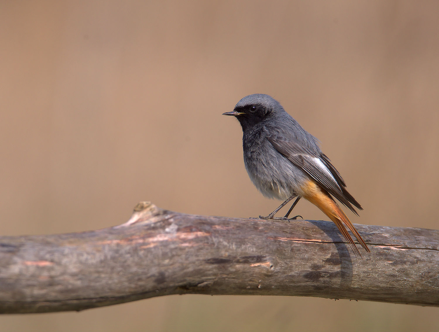 Redstart chimney sweep