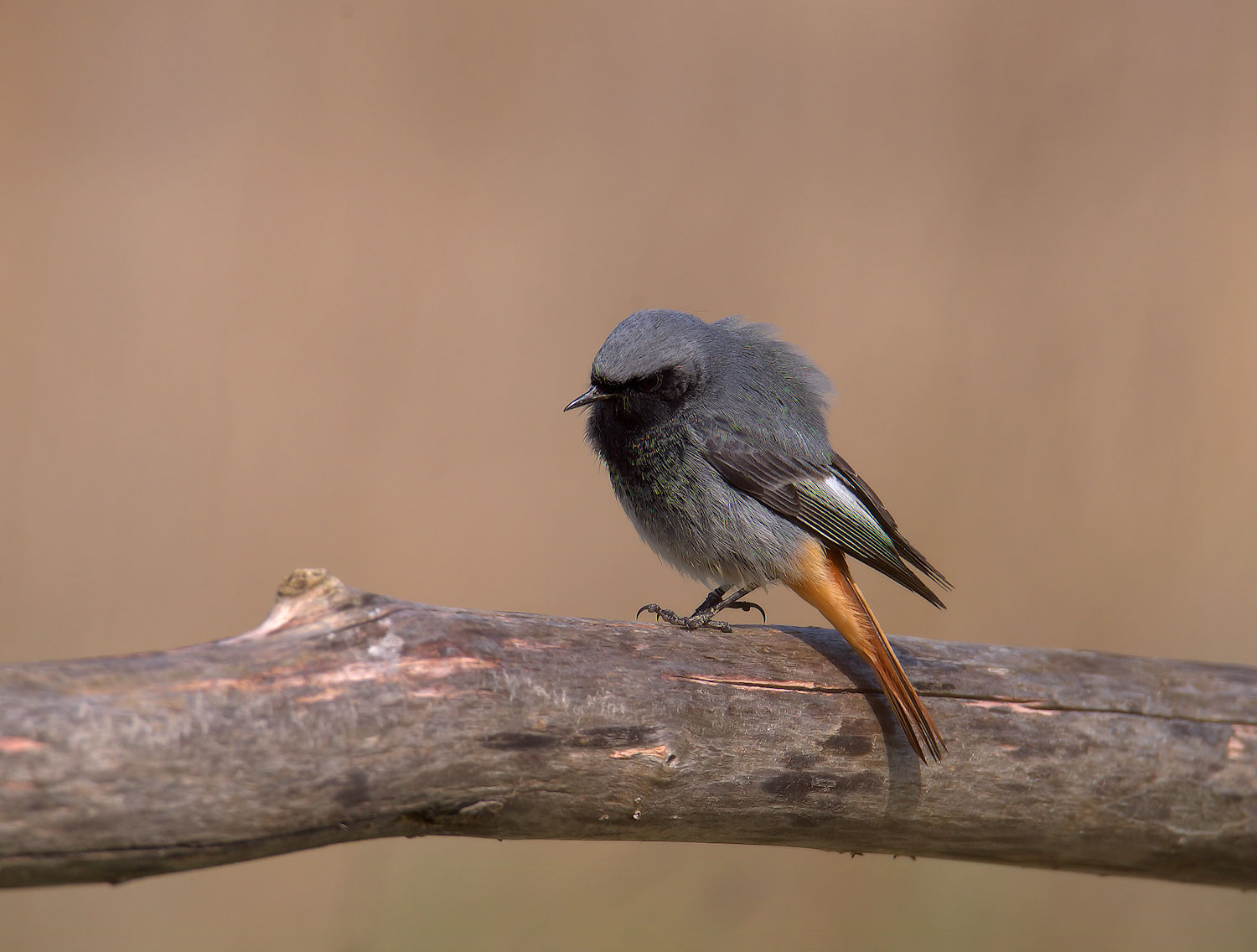 Redstart chimney sweep