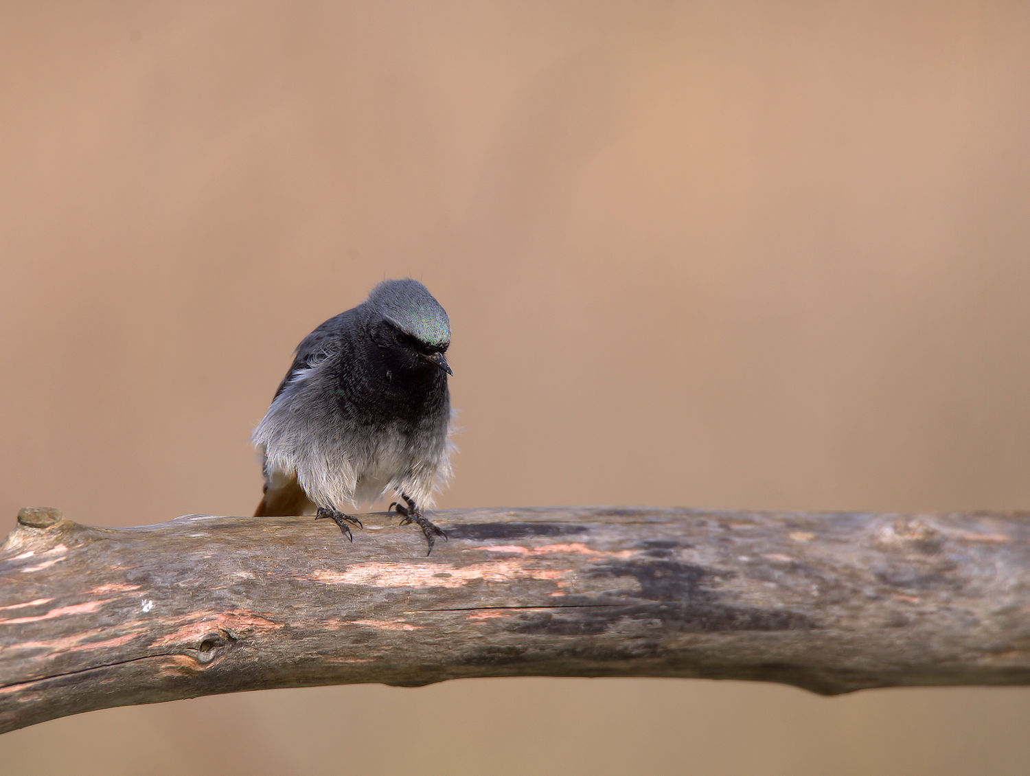 Redstart chimney sweep