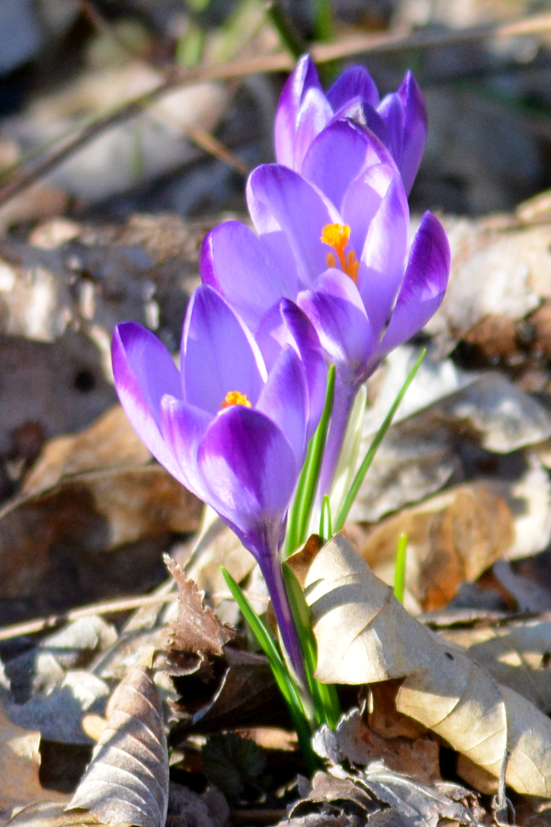crocus