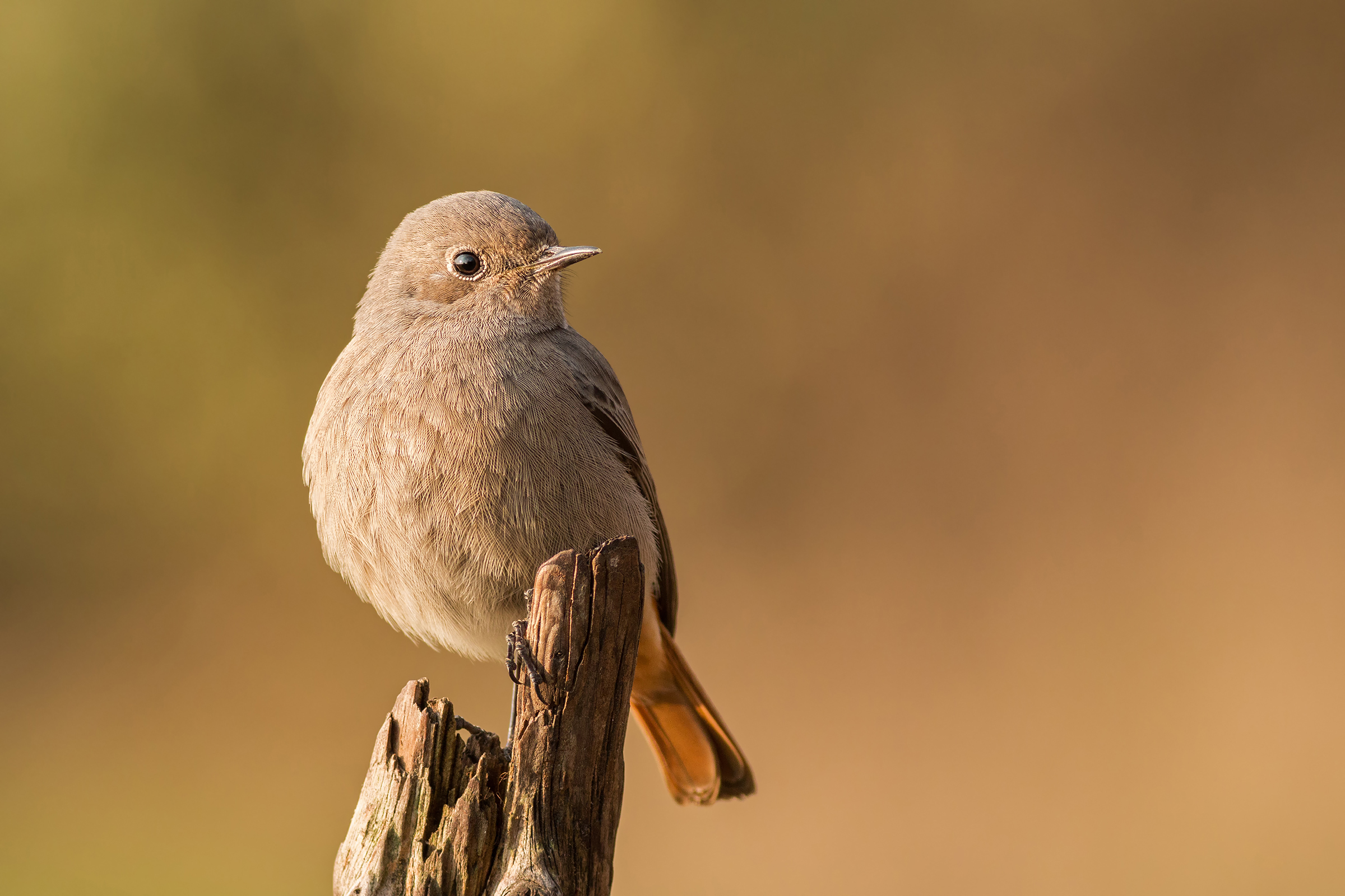 Redstart in the evening ..
