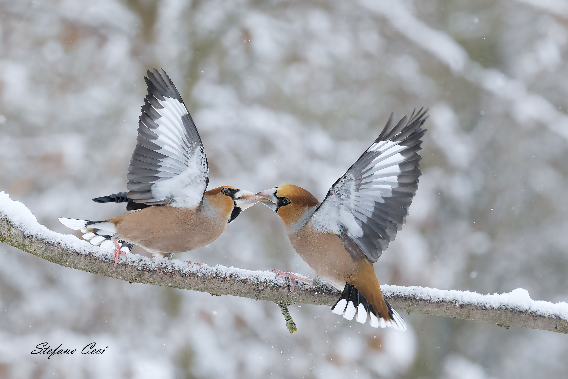Frosoni sotto la neve