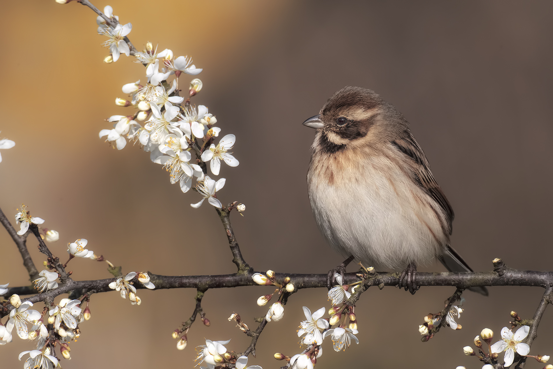 accenni di primavera6