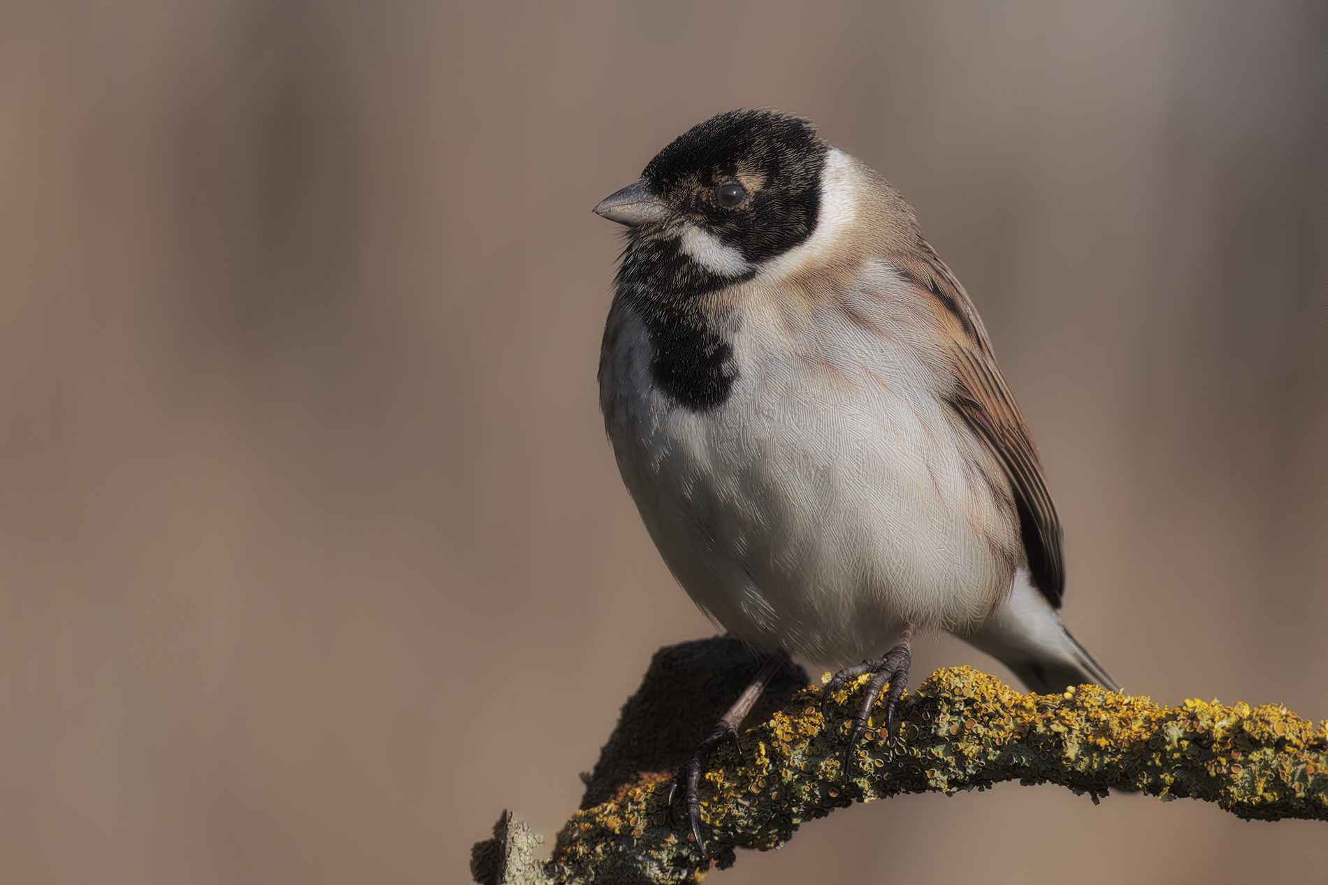 migliarino di palude2