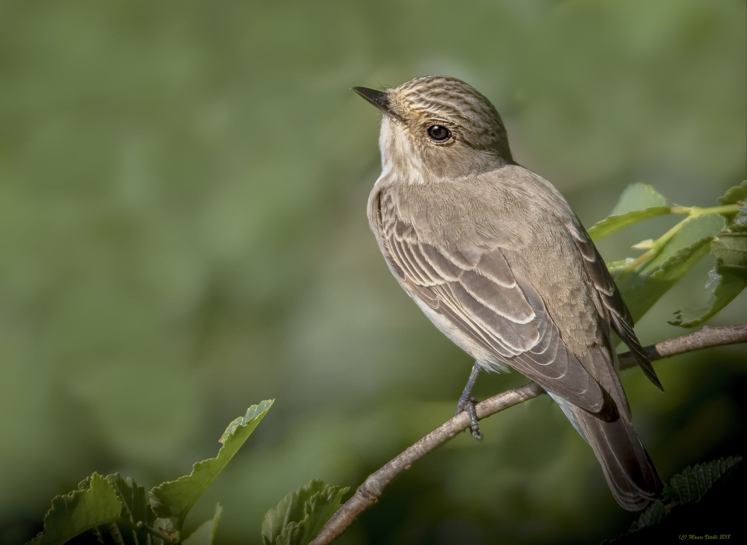 Pigliamosche (Musciapa striata)