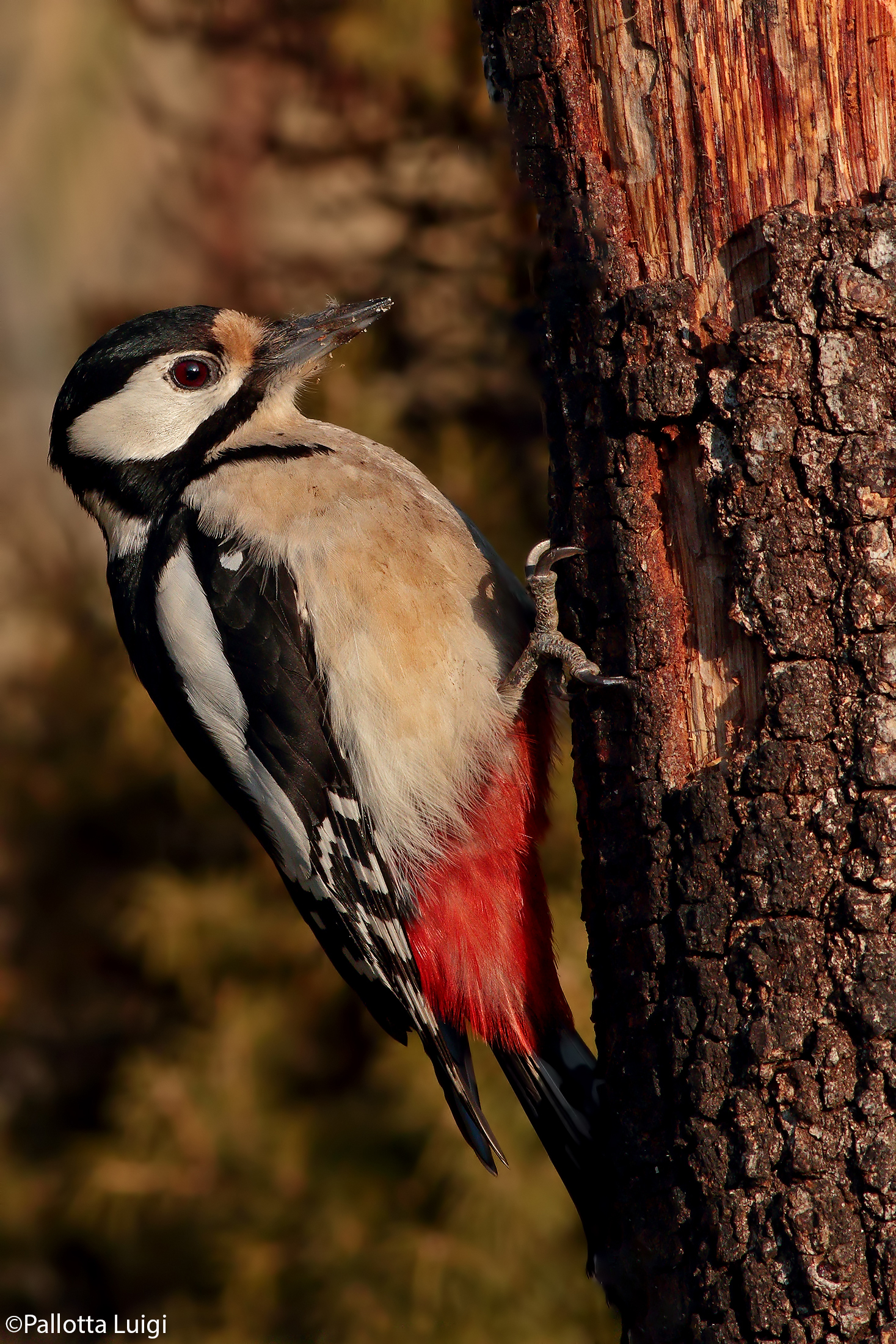 Picchio rosso maggiore (Dendrocopos major)