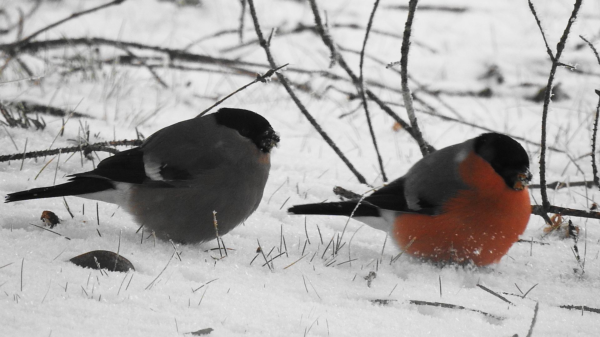 ciuffolotti nella neve