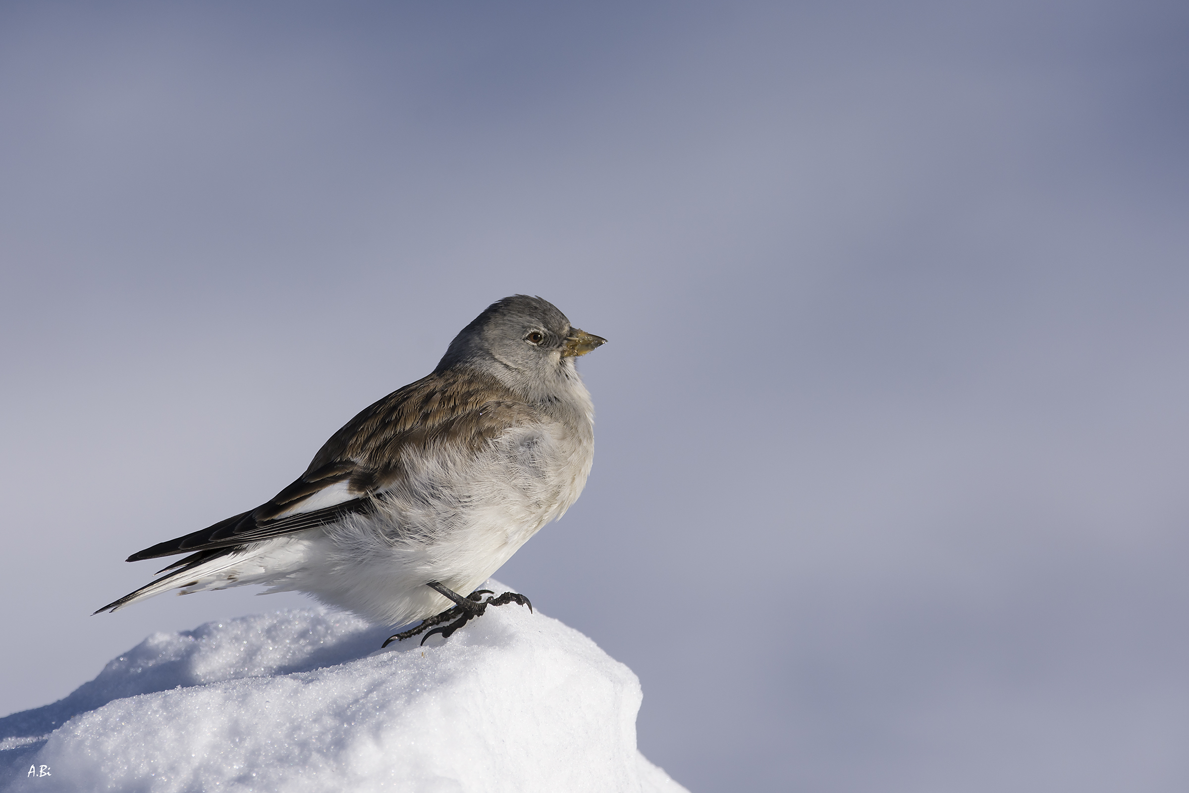 Alpine chaffinch