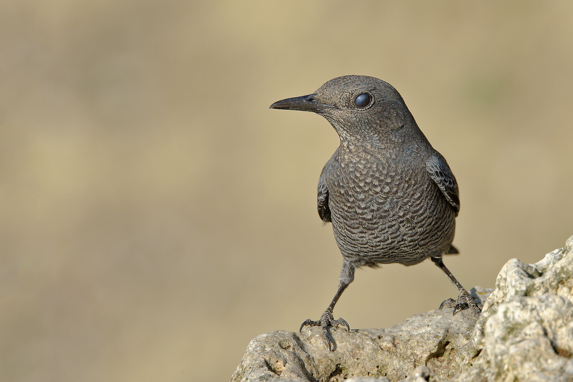 Il passero e la palpebra