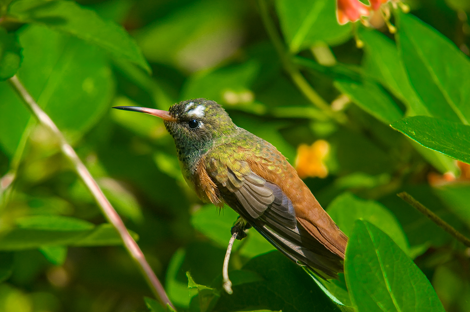 colibri