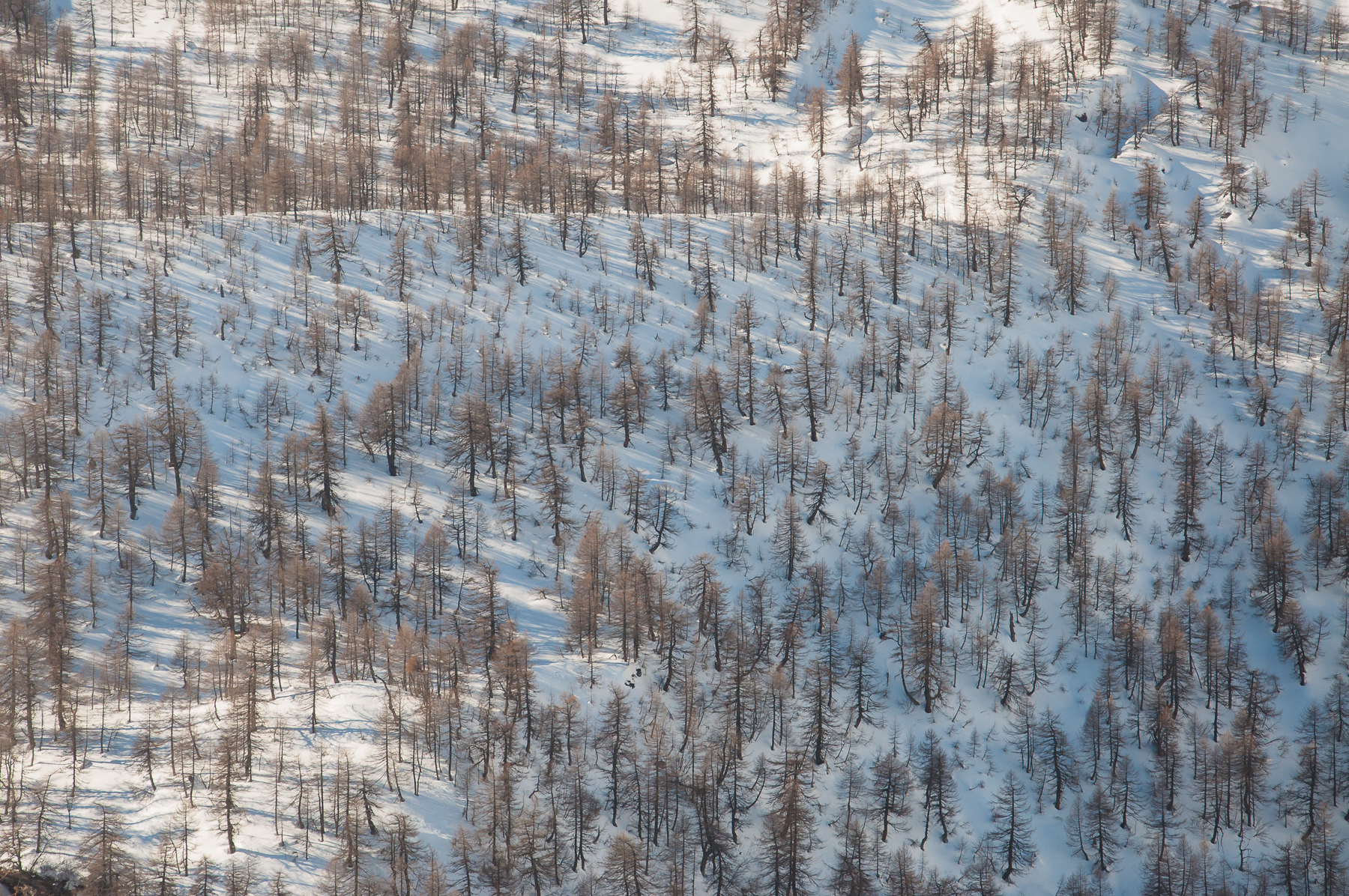 View from the red bernina train