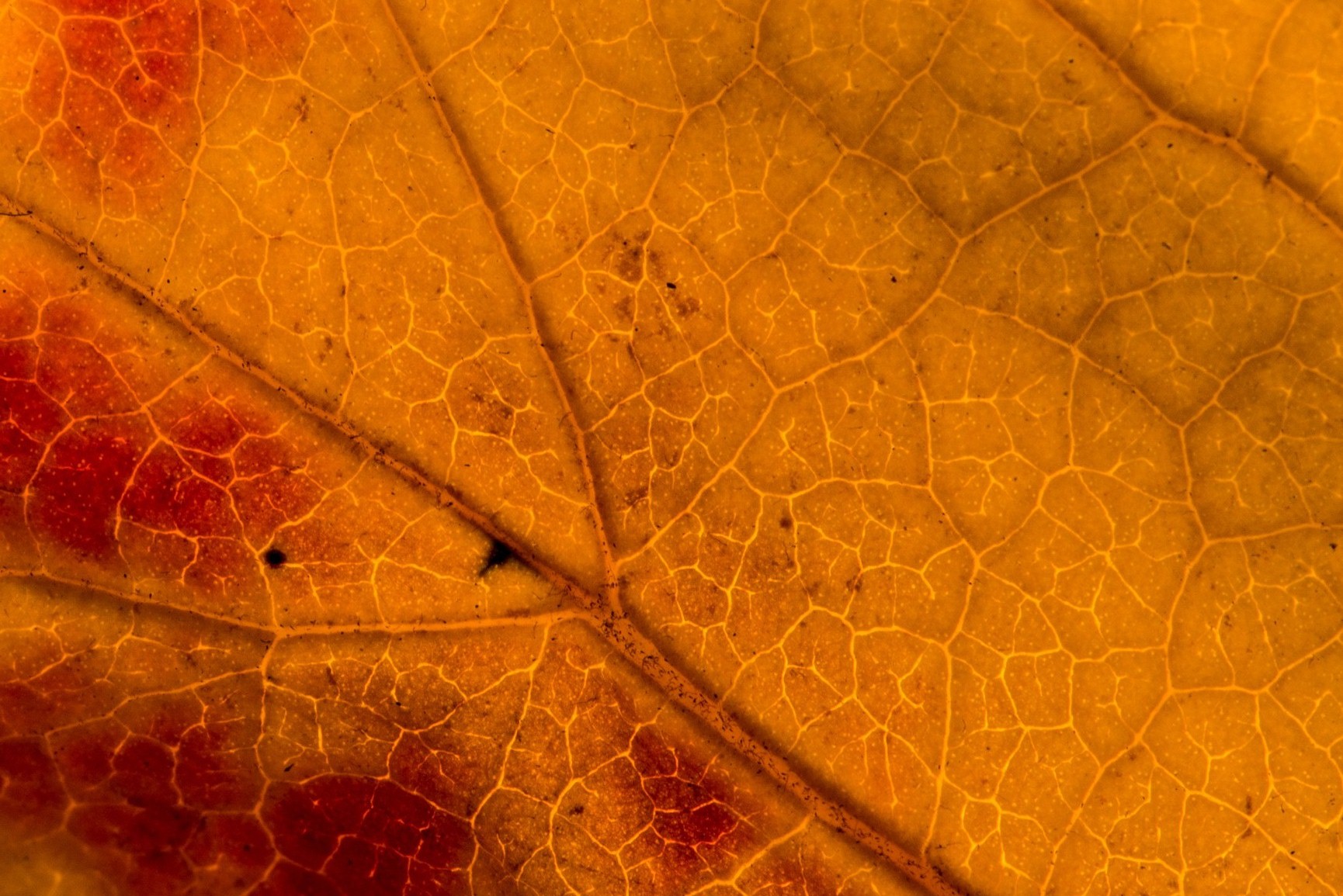 un tempo arterie di vita