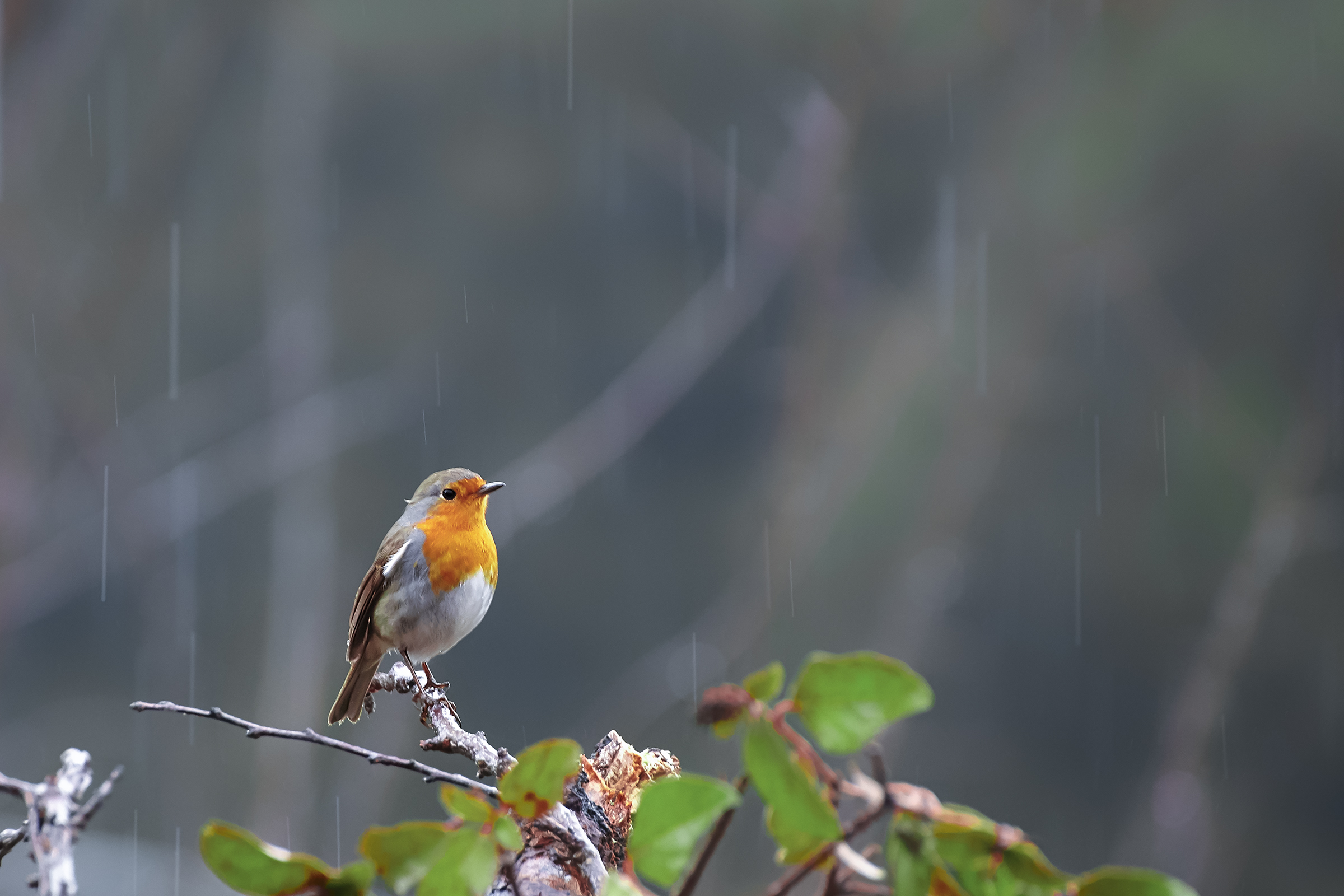 Pettirosso sotto la pioggia