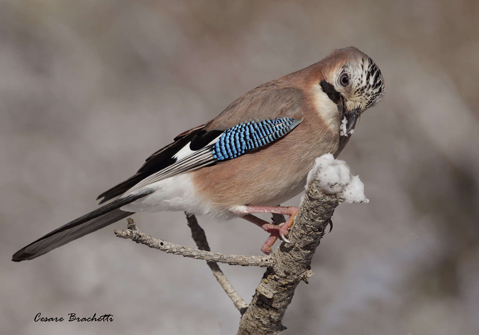 ghiandaia dopo la neve.