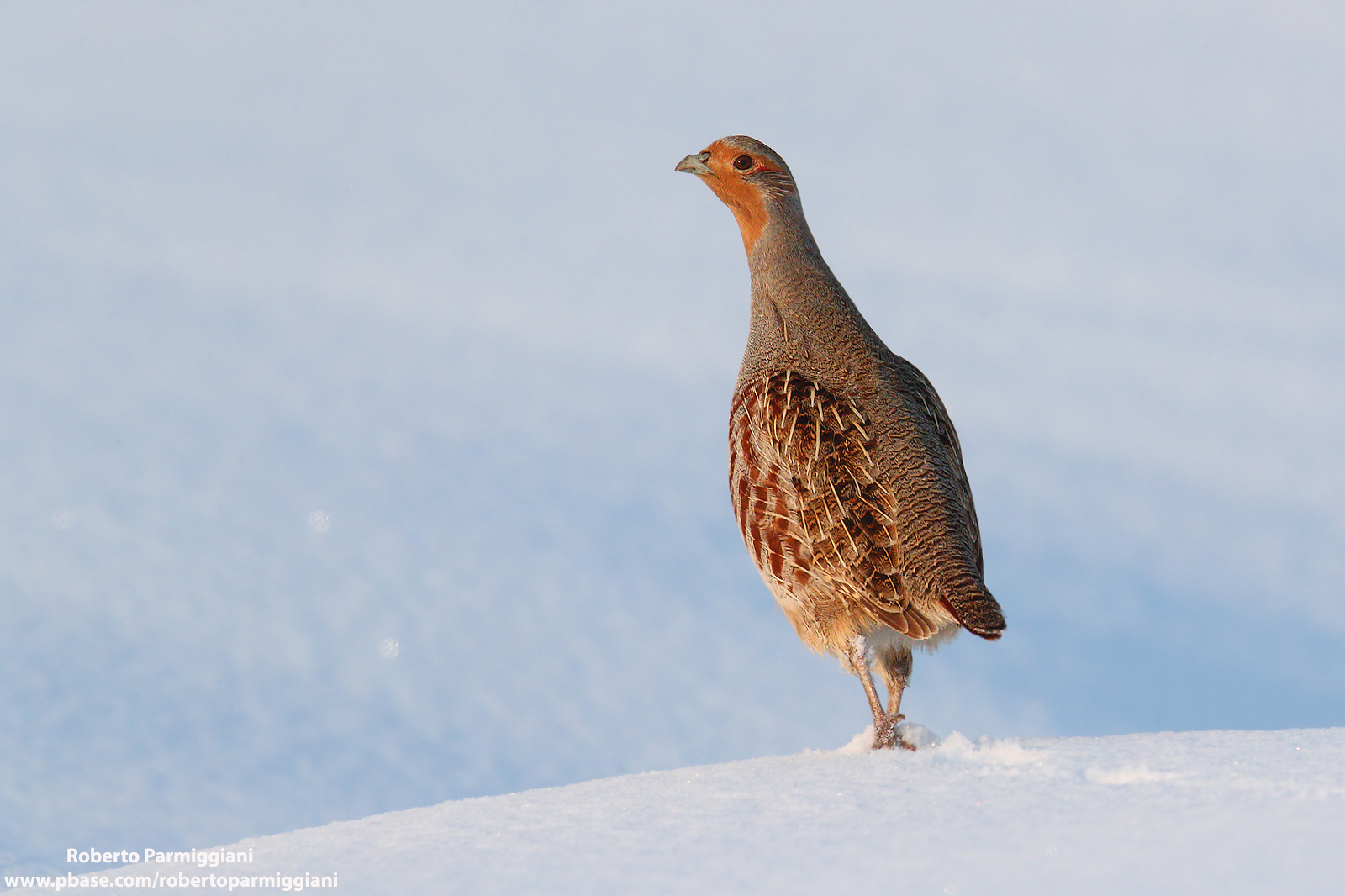 Tramonto innevato con starna