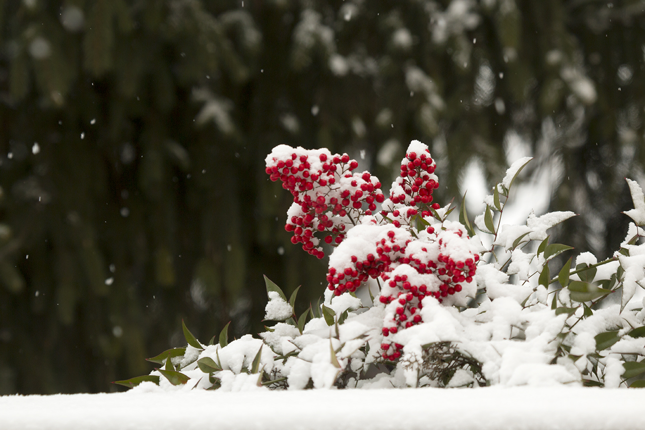 ... and it looks like Christmas