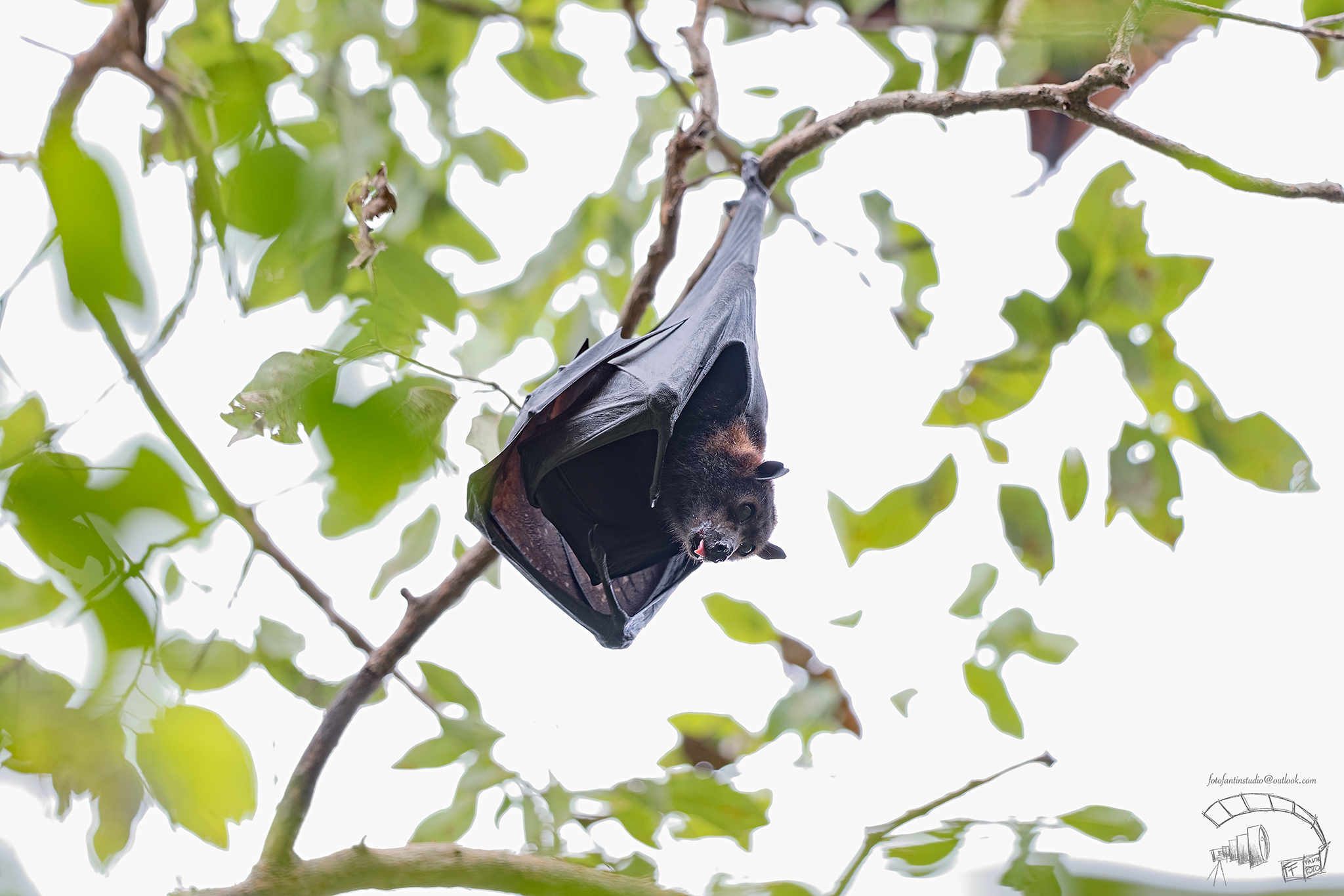 Litchfield Park, volpe volante