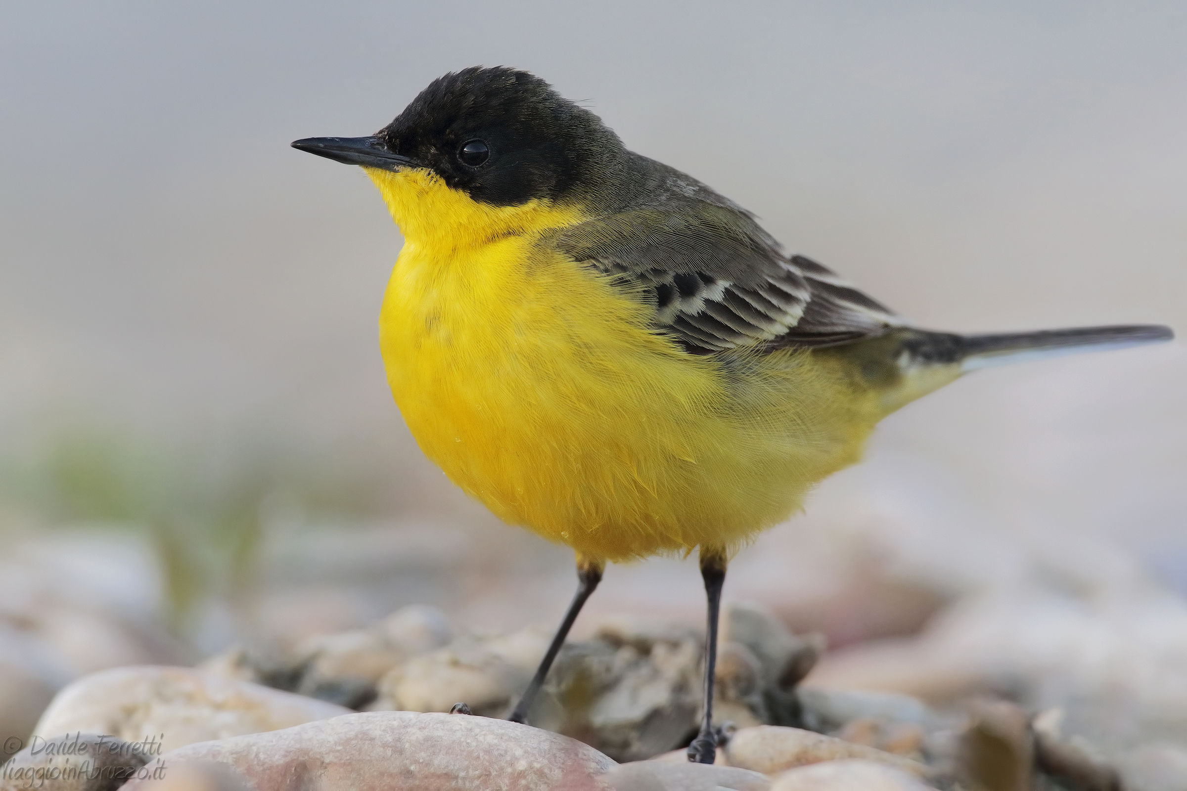 Cutrettola ssp. feldegg (Western yellow wagtail)