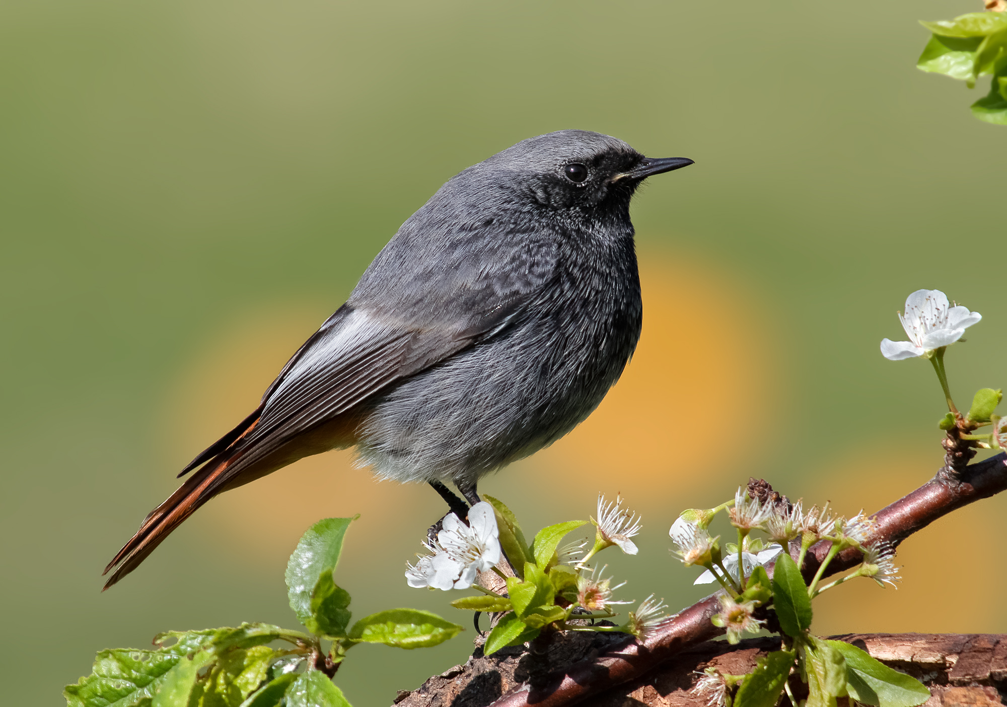 codirisso spazzacamino