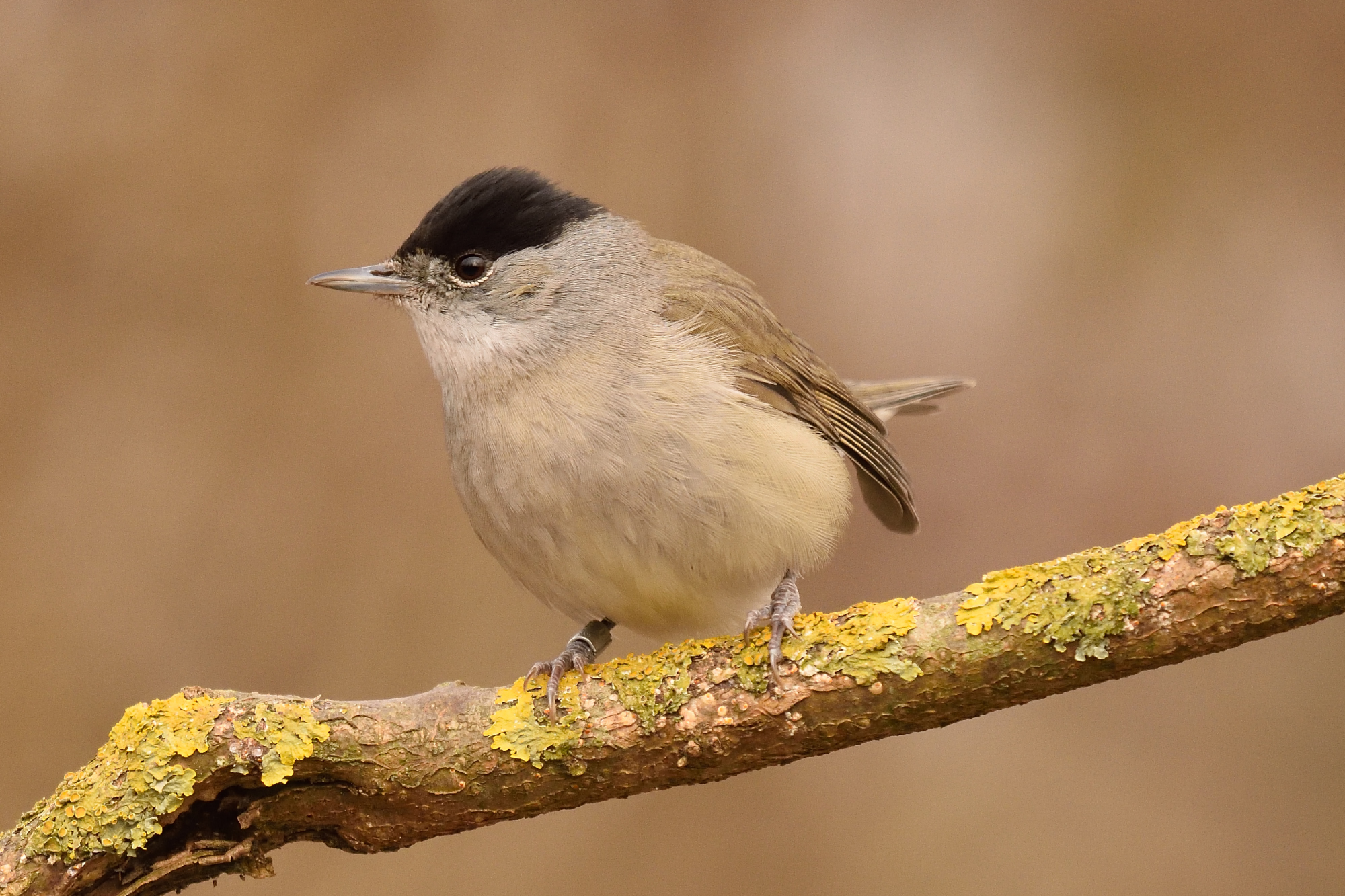Male blackcap