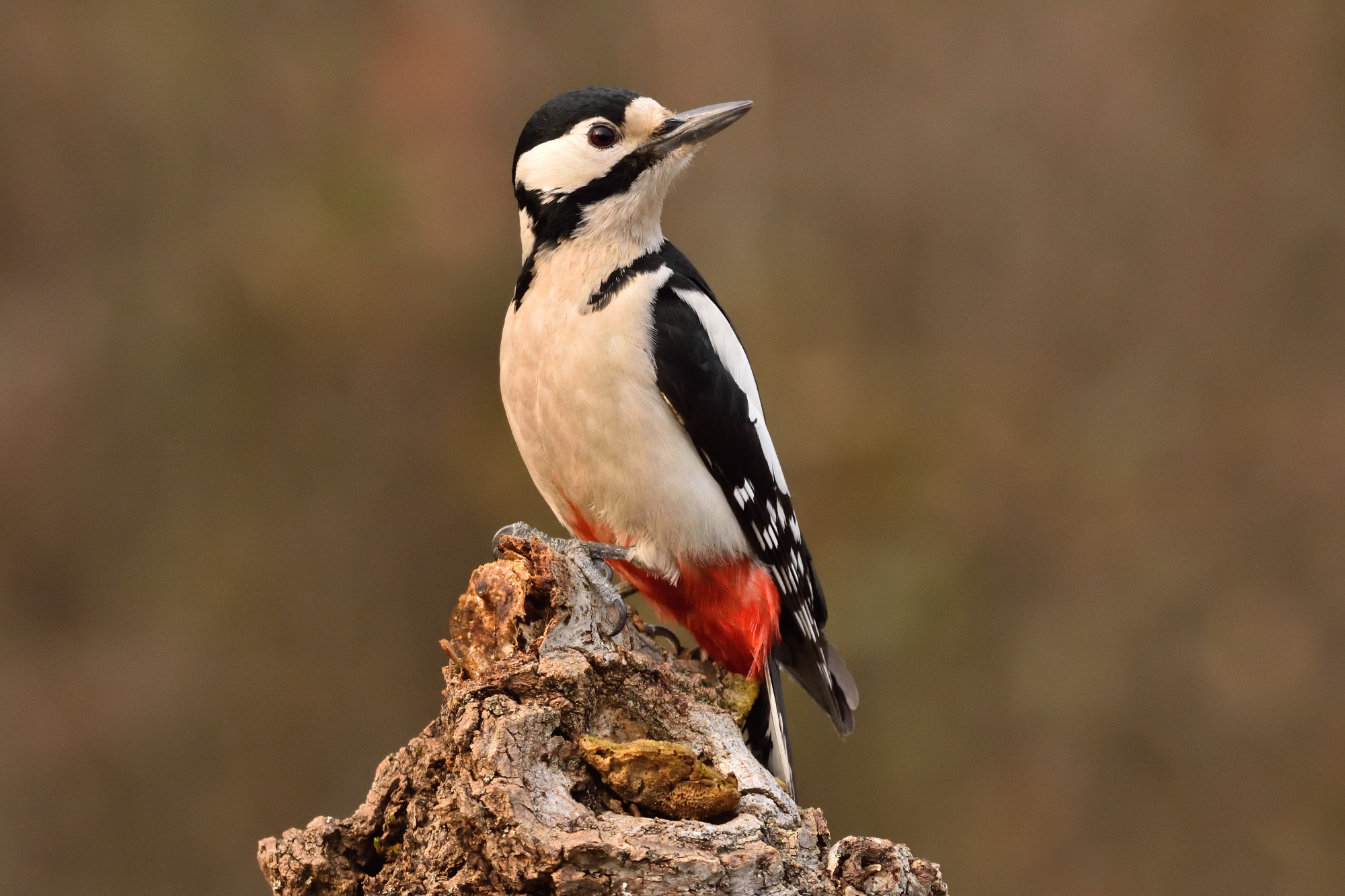 Great spotted woodpecker