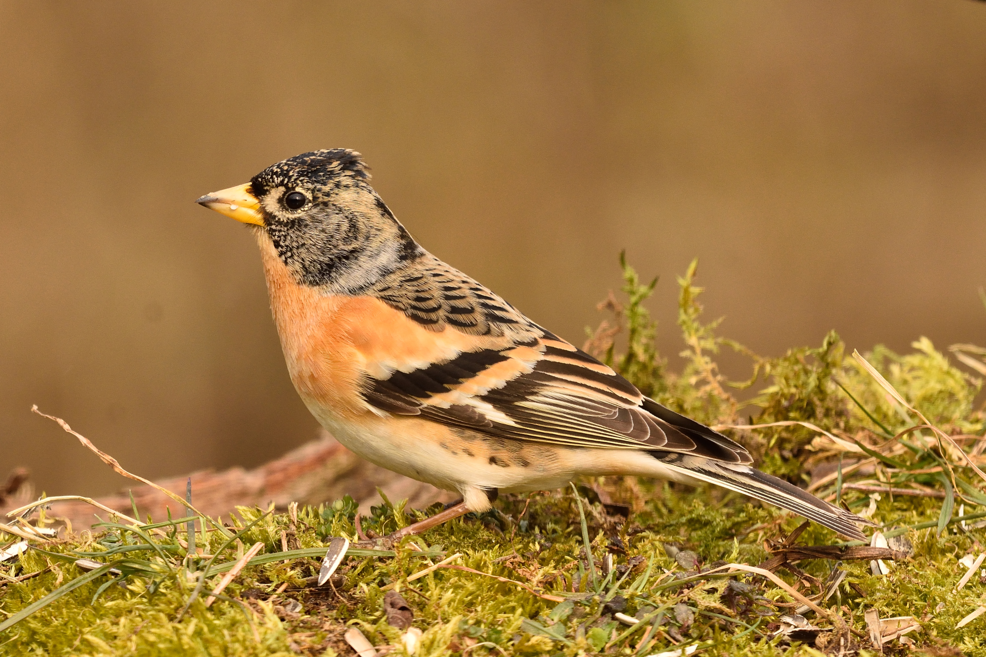 Brambling