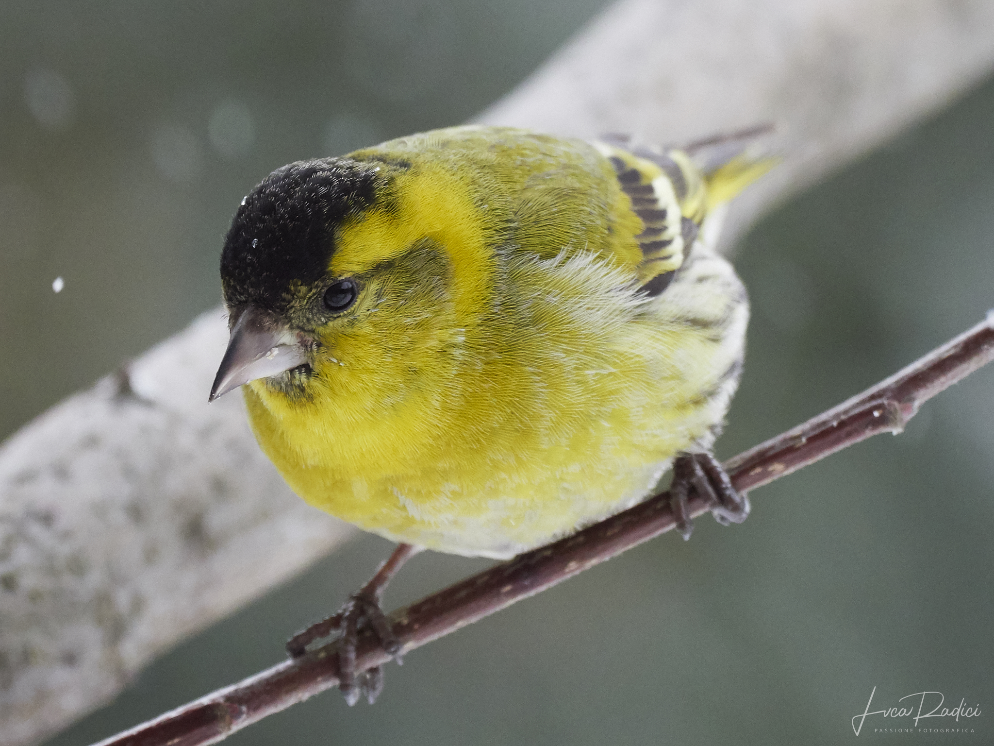 Siskin