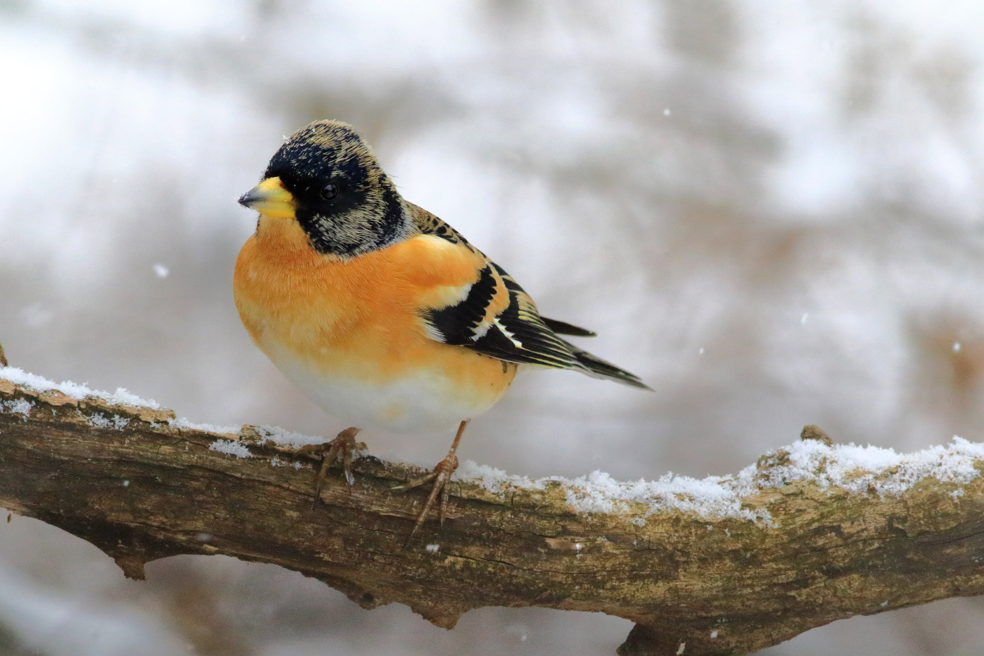 Peppola tra la neve III