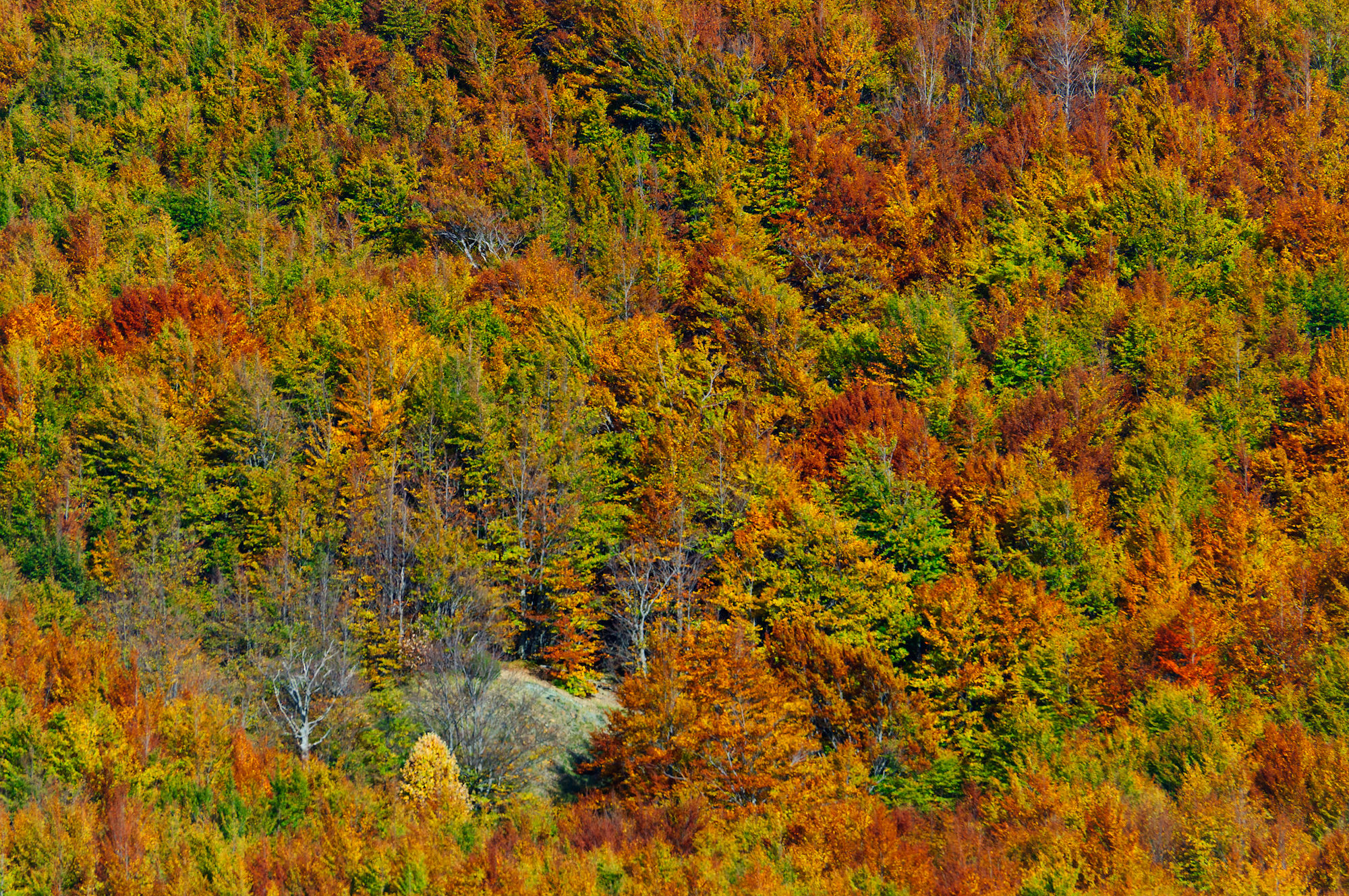 Autumn in Val D'Aveto