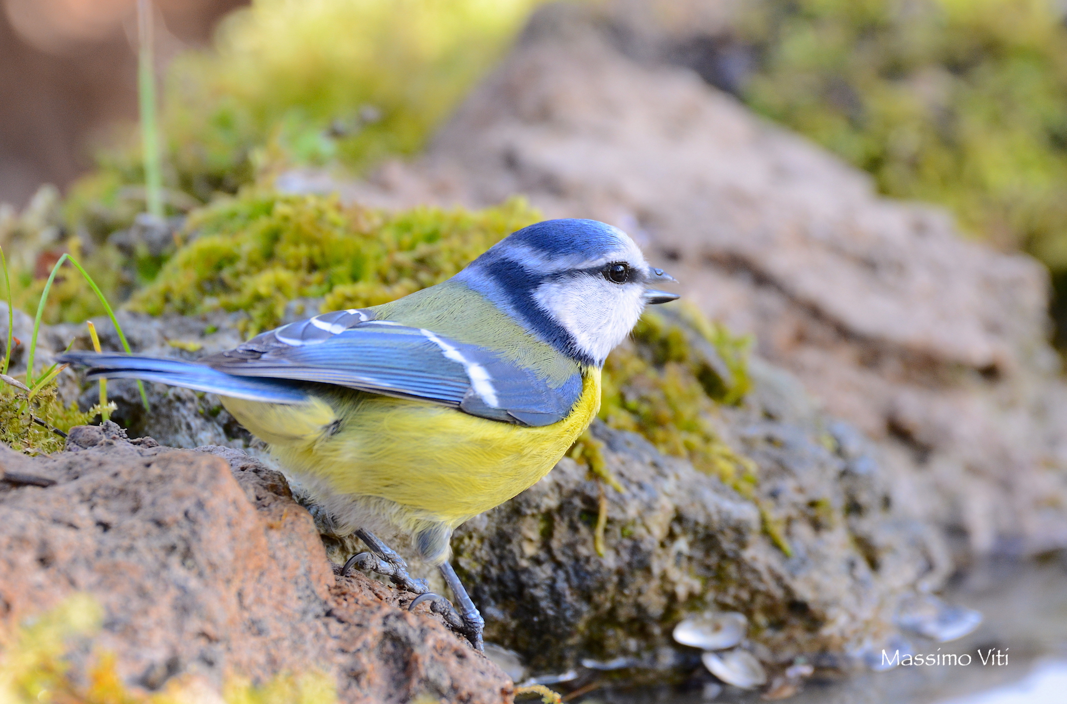 Cinciarella ( Cyanistes caeruleus )