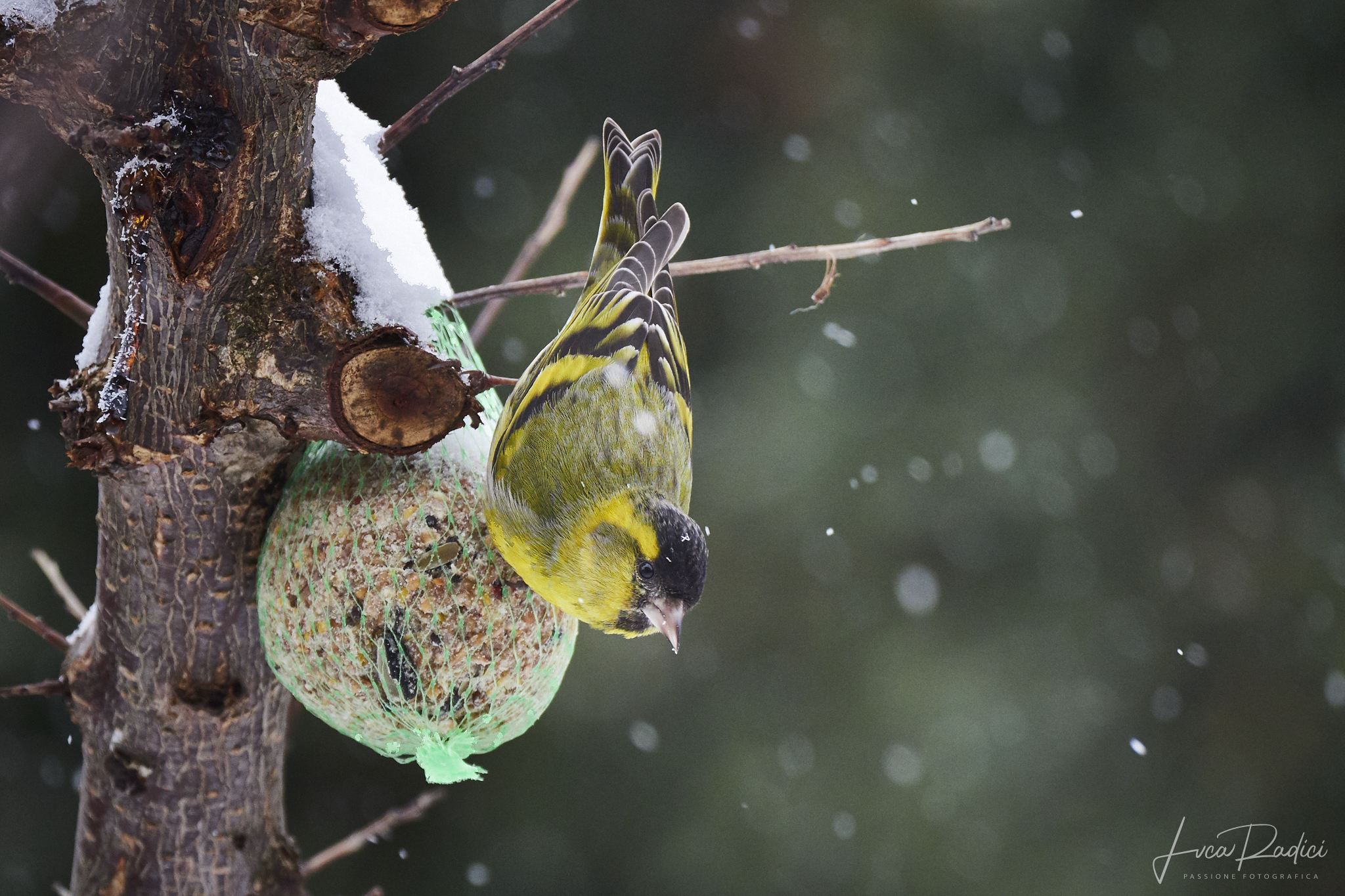 Siskin